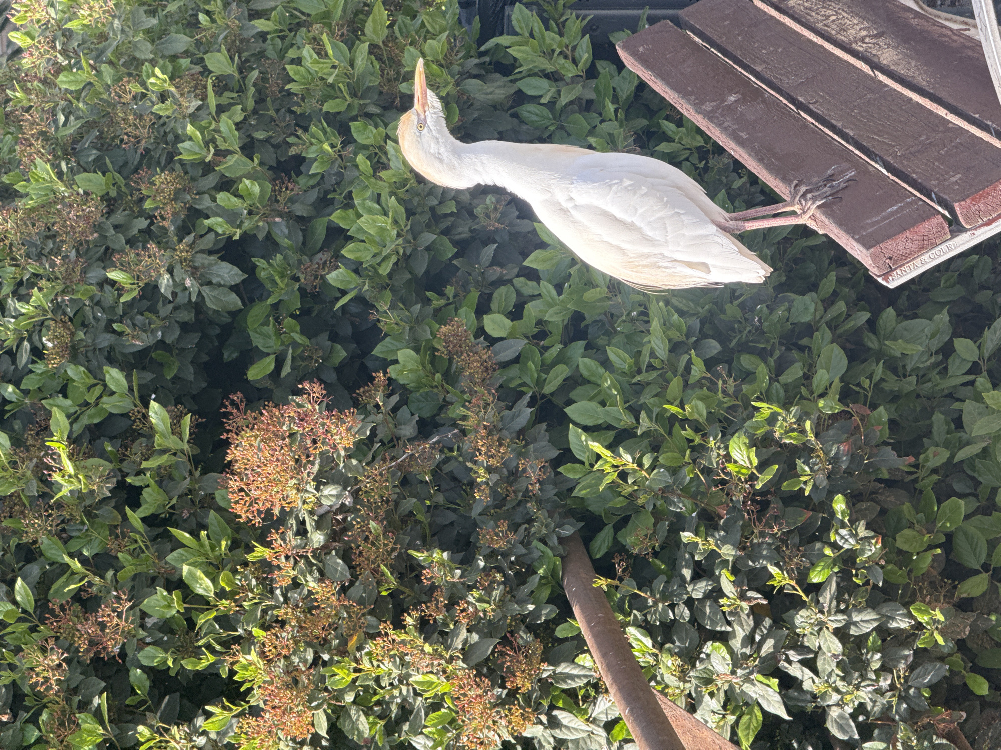 Birds gather in Barcelona park as pedestrians pass by
