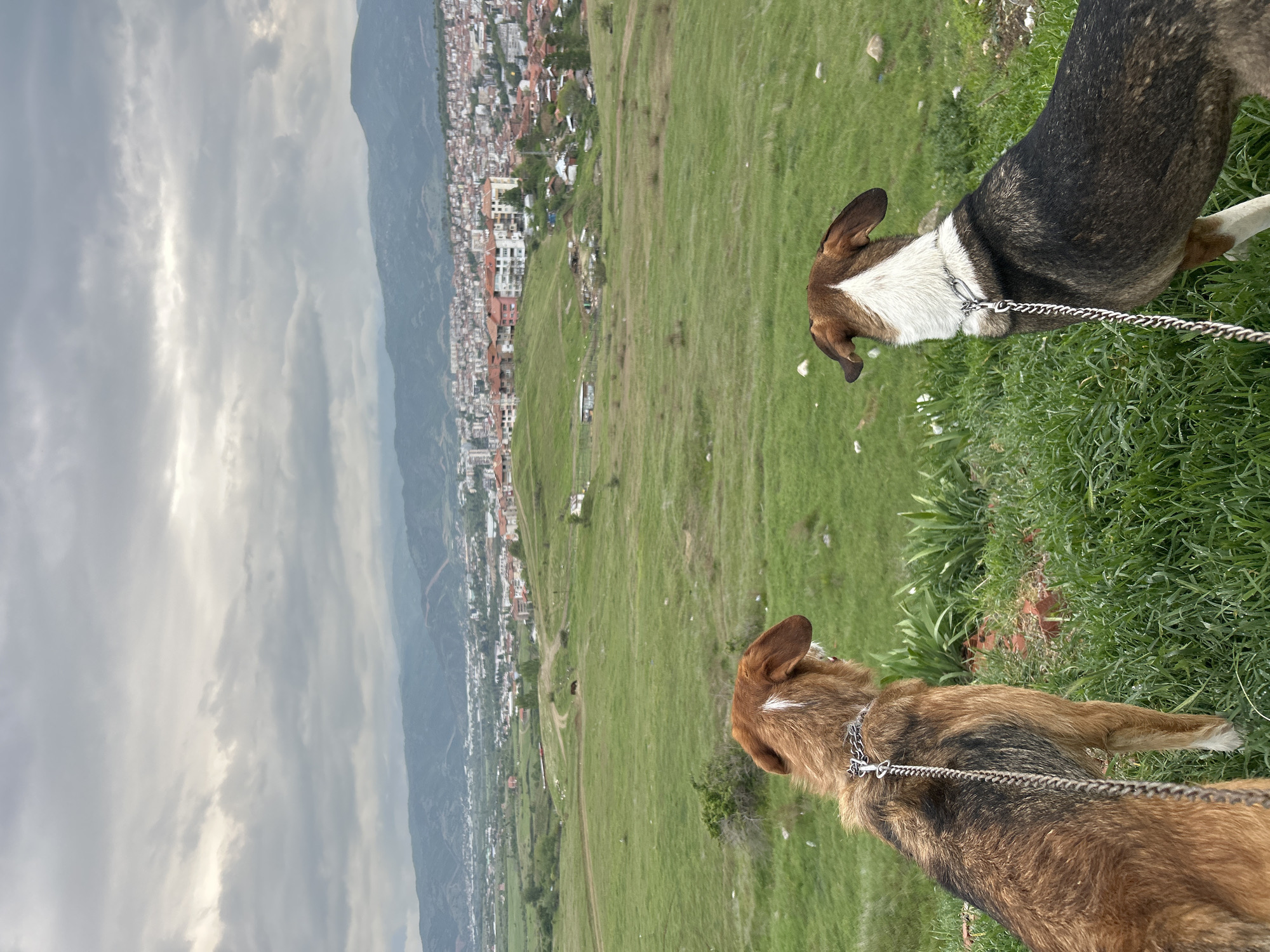 Two dogs spotted observing valley view from Bulgarian hillside