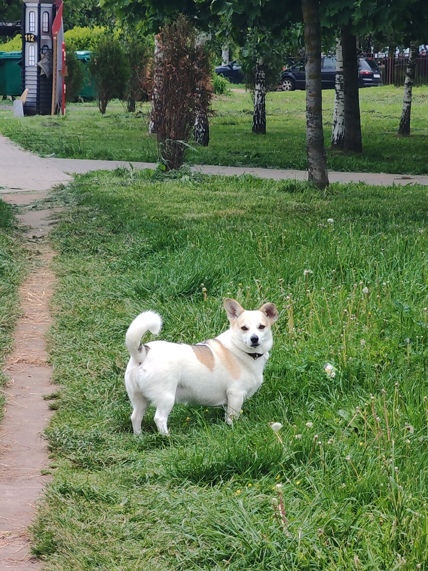 Early morning dog walk documents everyday urban life scenes