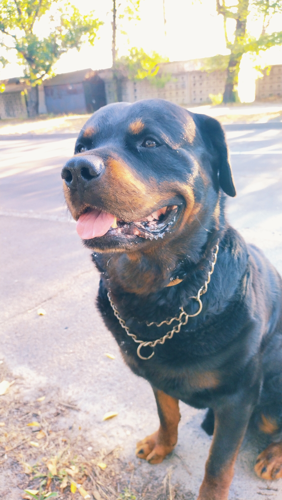 Rottweiler afternoon in Horishni Plavni, with roadside nature close-ups