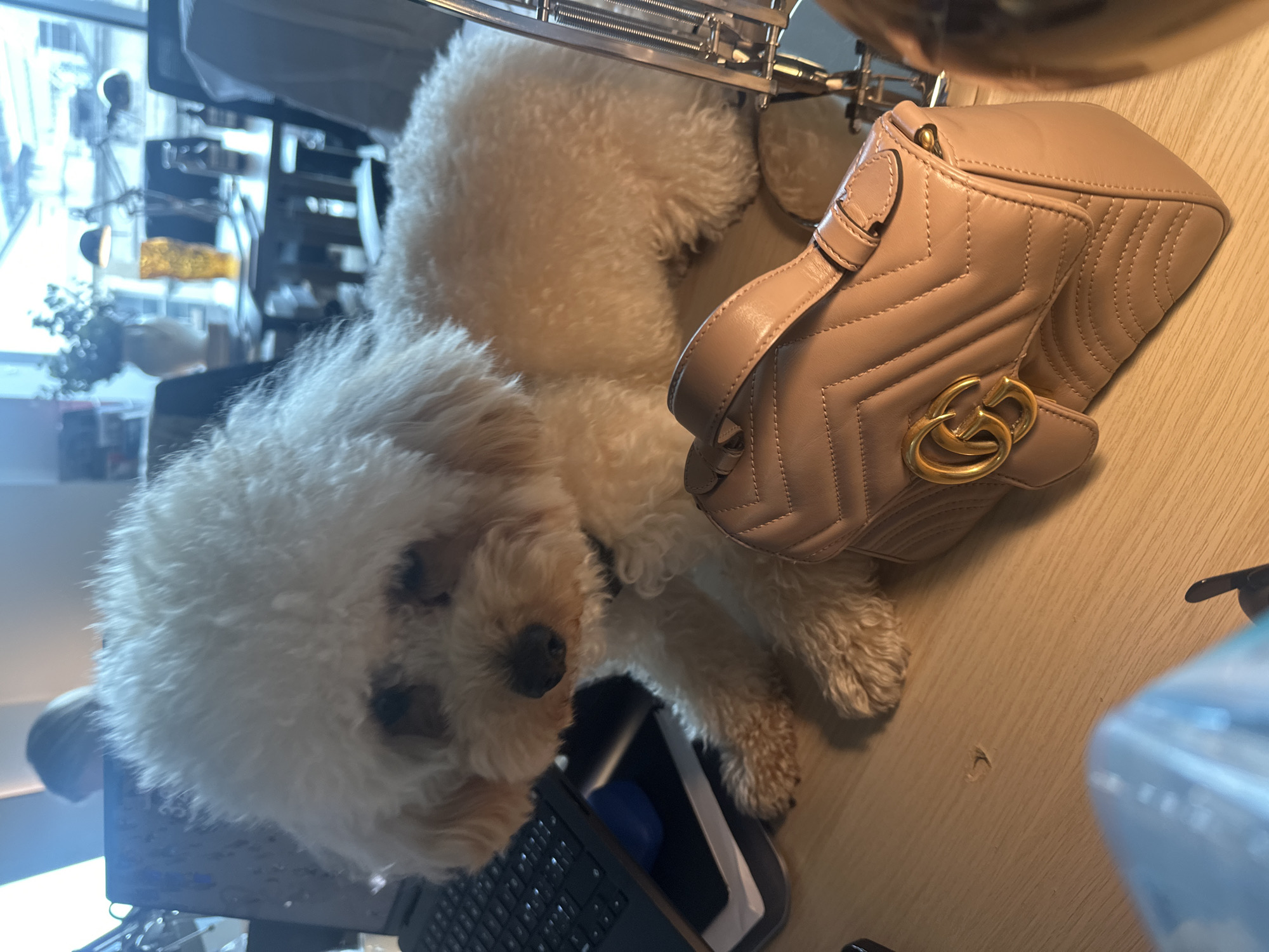 Small white dog visits London office desk during workday