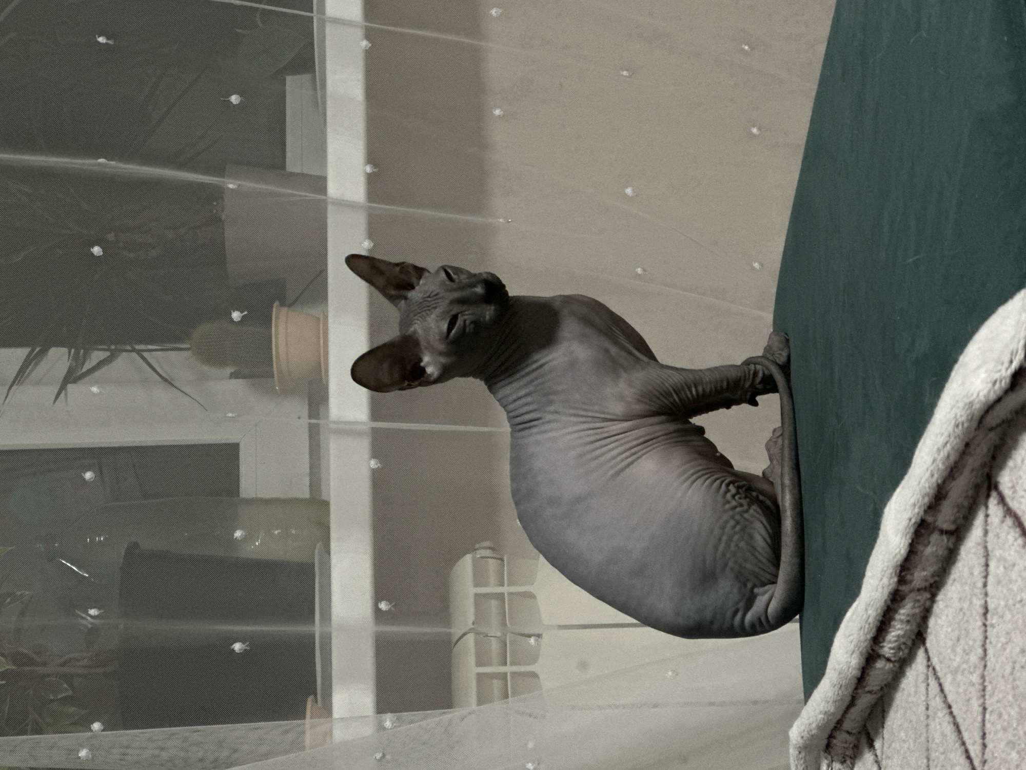 Gray Sphynx cat spotted on furniture in Chaikovsky home
