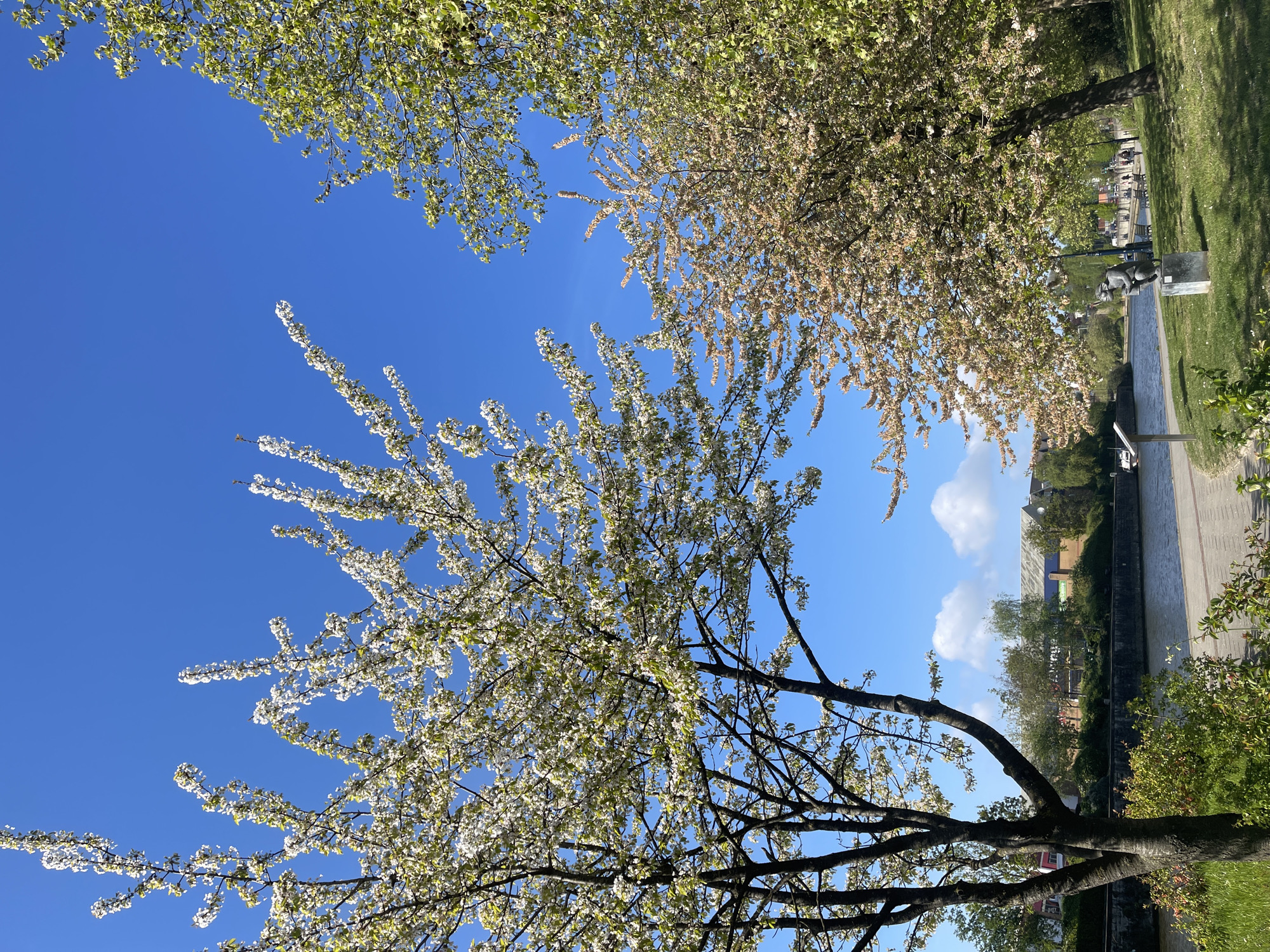 Spring afternoon documented along Maidstone waterway with clear skies