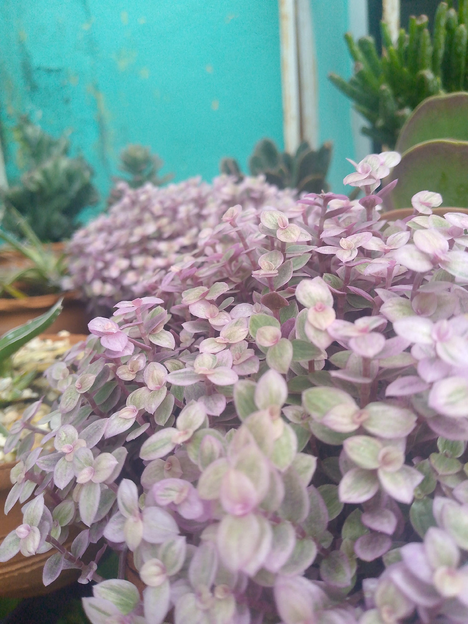 Garden plants and motorcycle documented in Tinaquillo, Venezuela