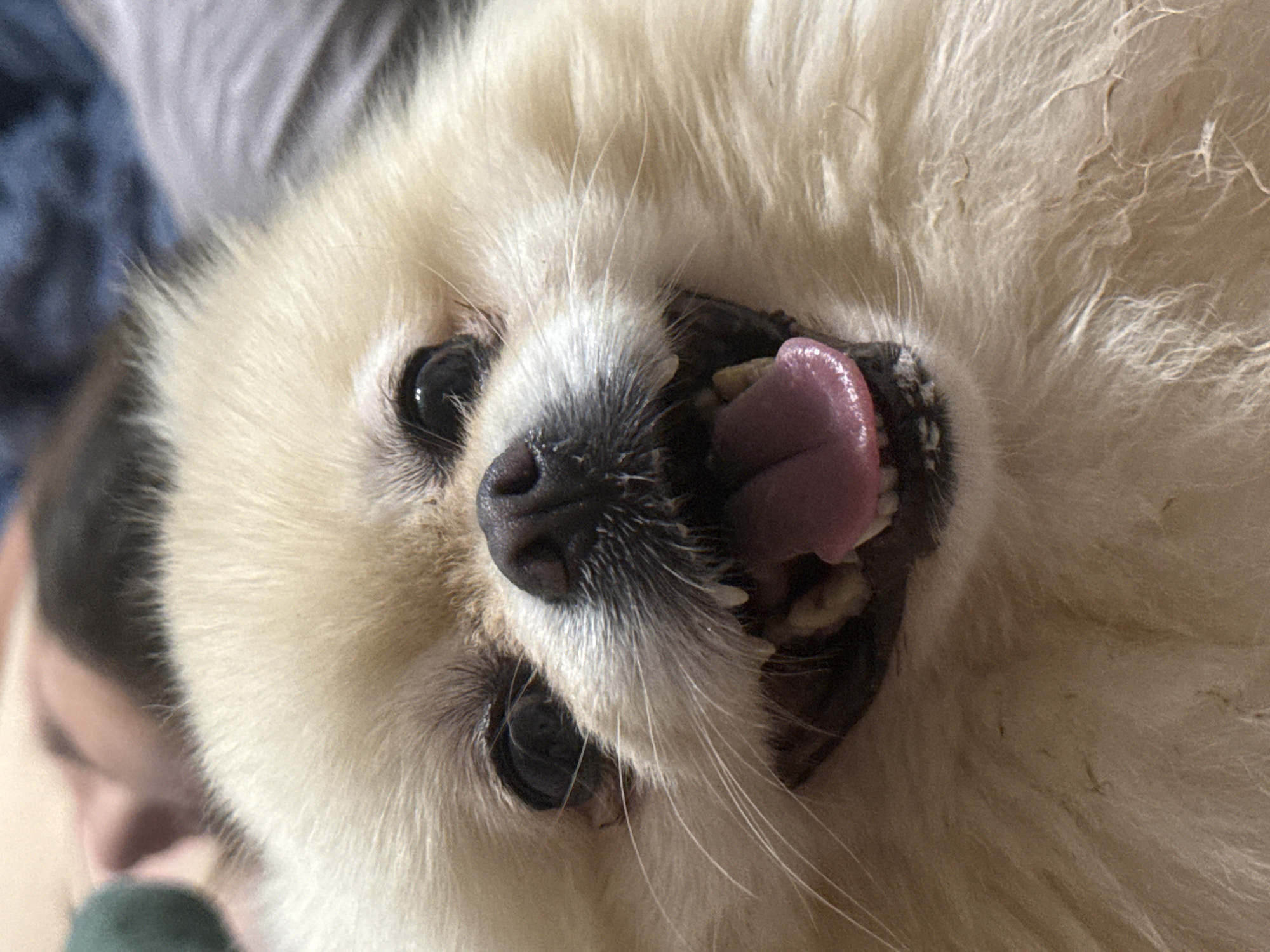 An afternoon's worth of Pomeranian photos, mostly at home.