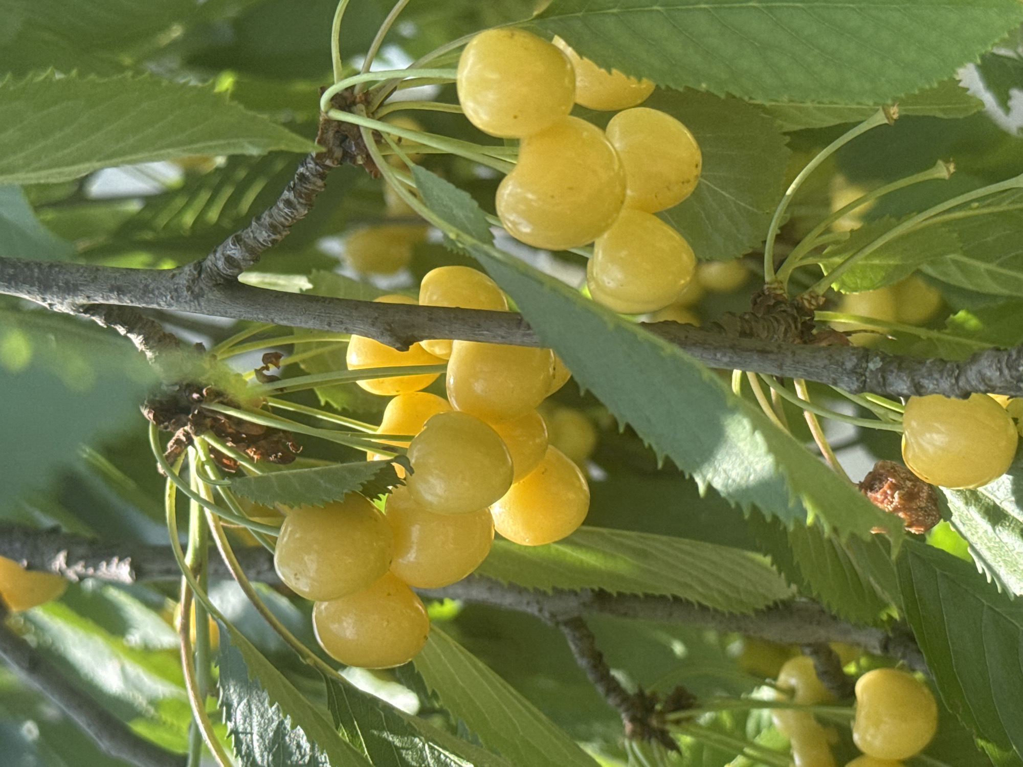 Summer fruit and resting animals at a rural Ukrainian property