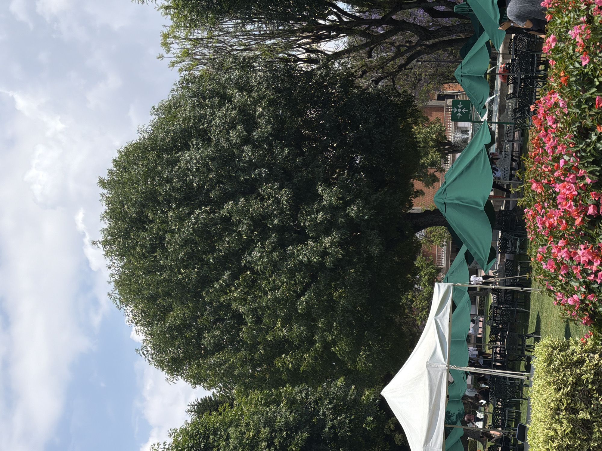 Urban outdoor event held near blooming lavender tree