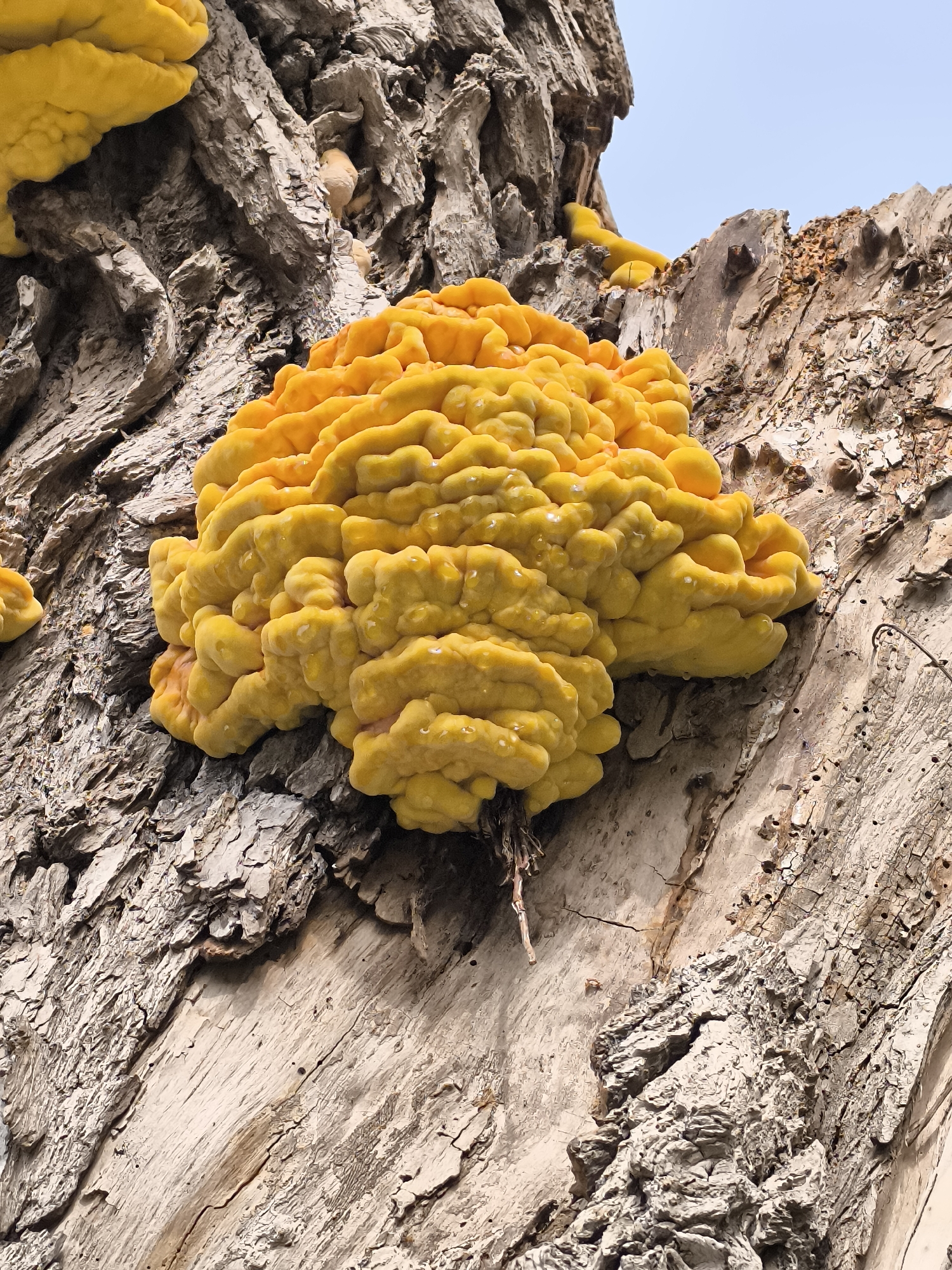 Yellow brain-like fungus spotted on tree in Alkmaar