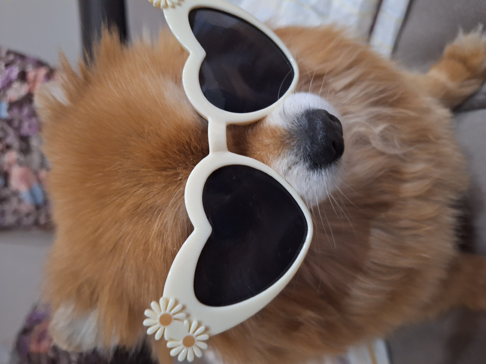 Evening photography session captures dressed dog and flowers in Bulgaria
