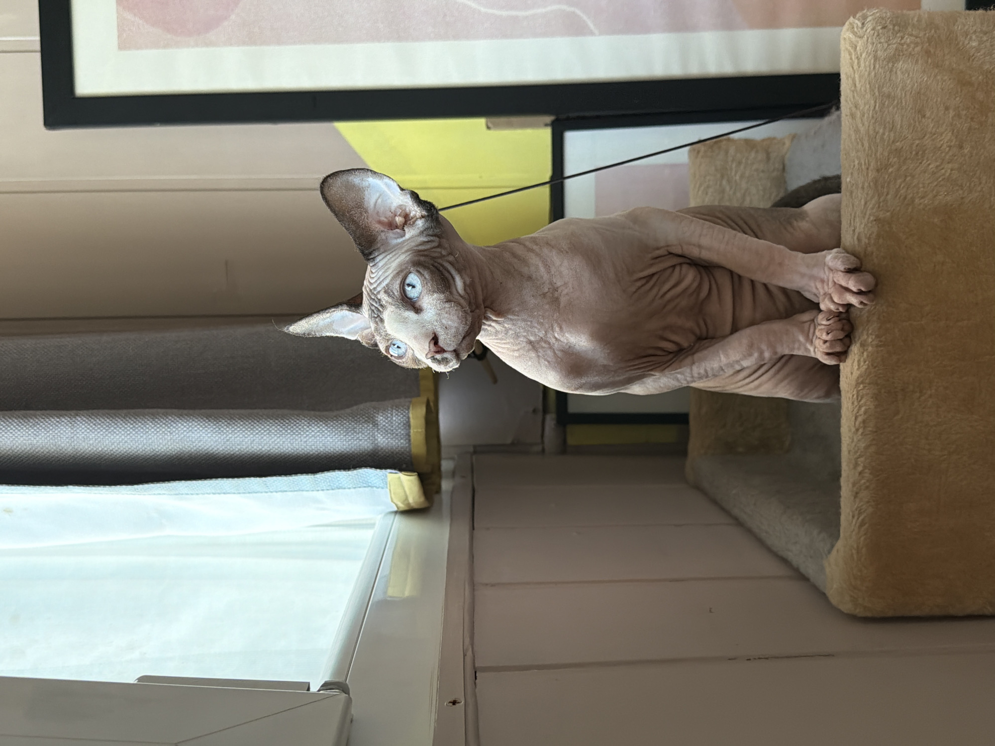 Sphynx cat spotted in multiple indoor locations during morning hours