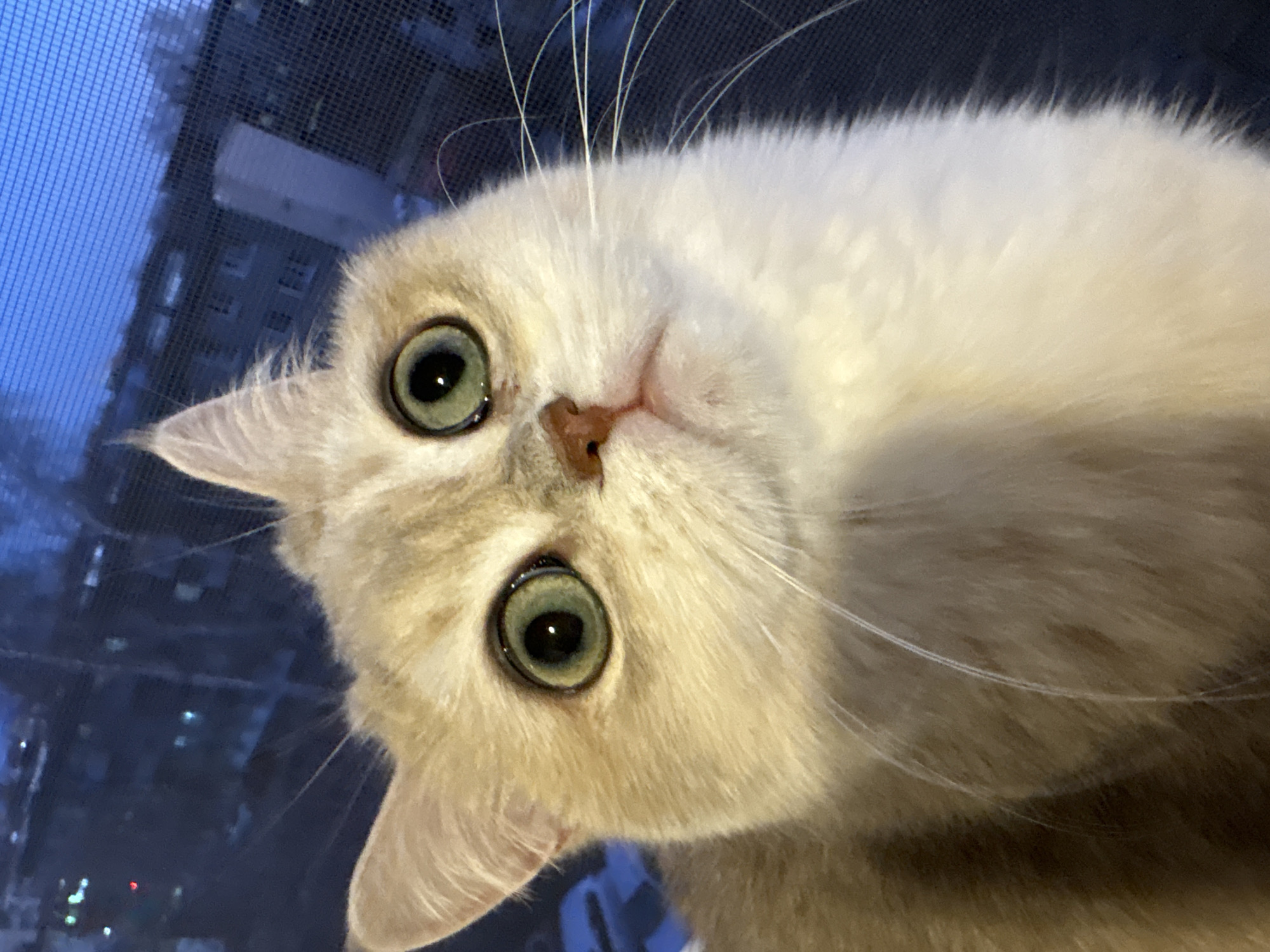 Cat watches cityscape from Chaikovsky window sill