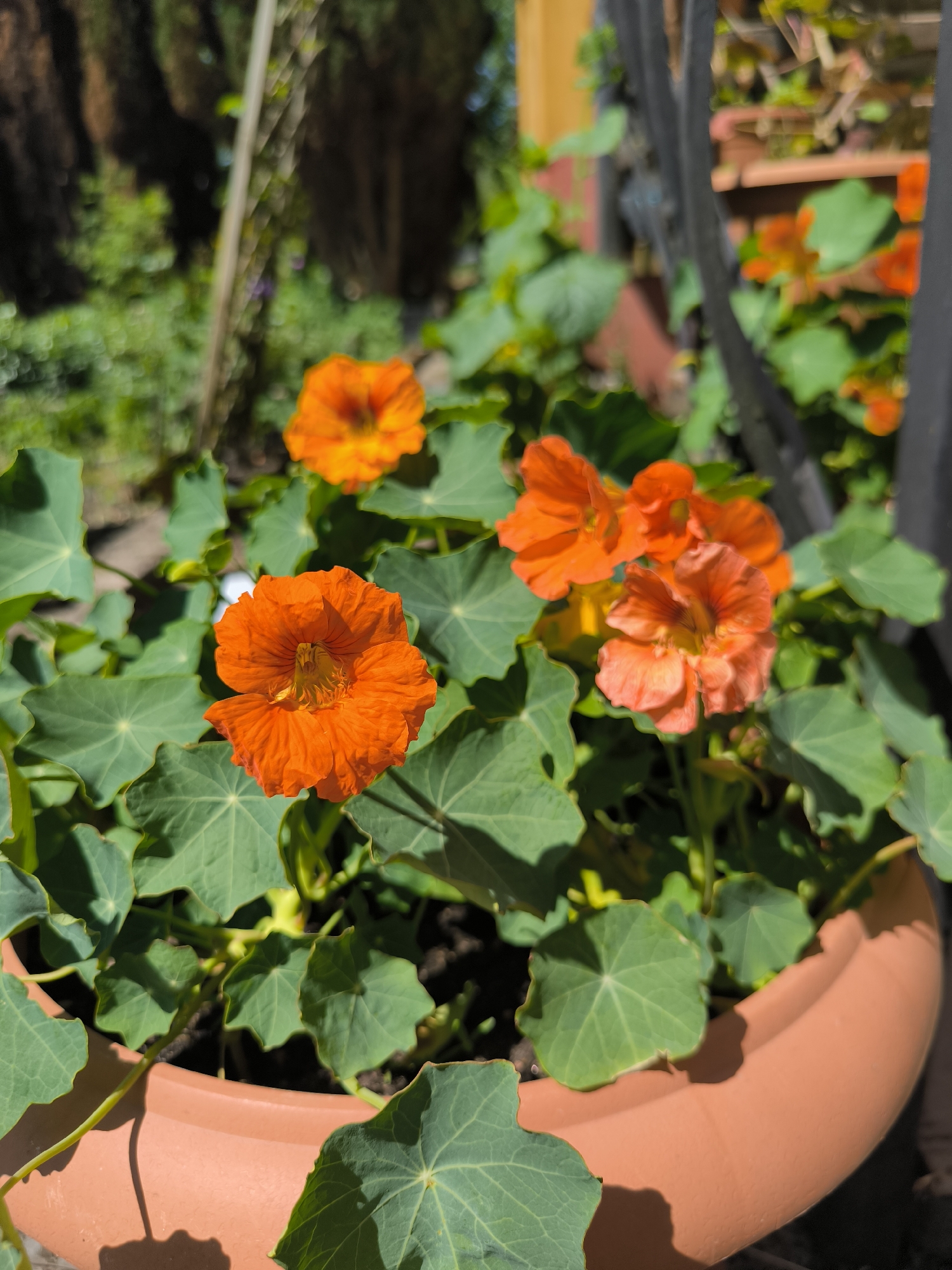 Garden photography session documented in Laskino, Russia