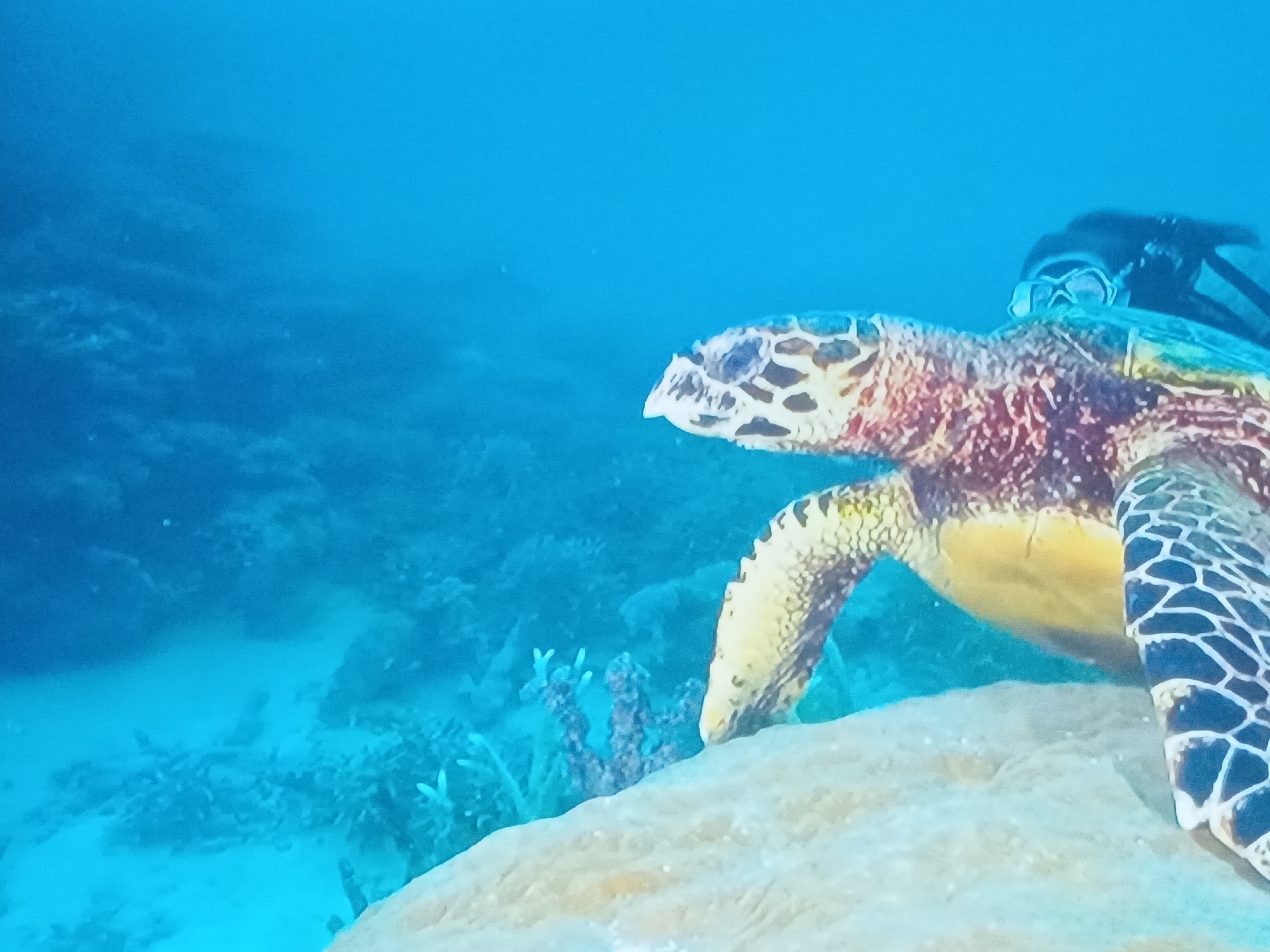 Diver captures sea turtle, poolside scenes in Juan Griego