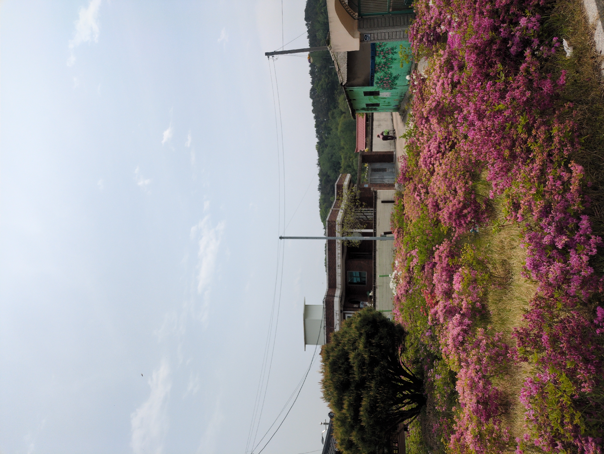 Spring scenes documented in rural Gangcheong-ri village, South Korea