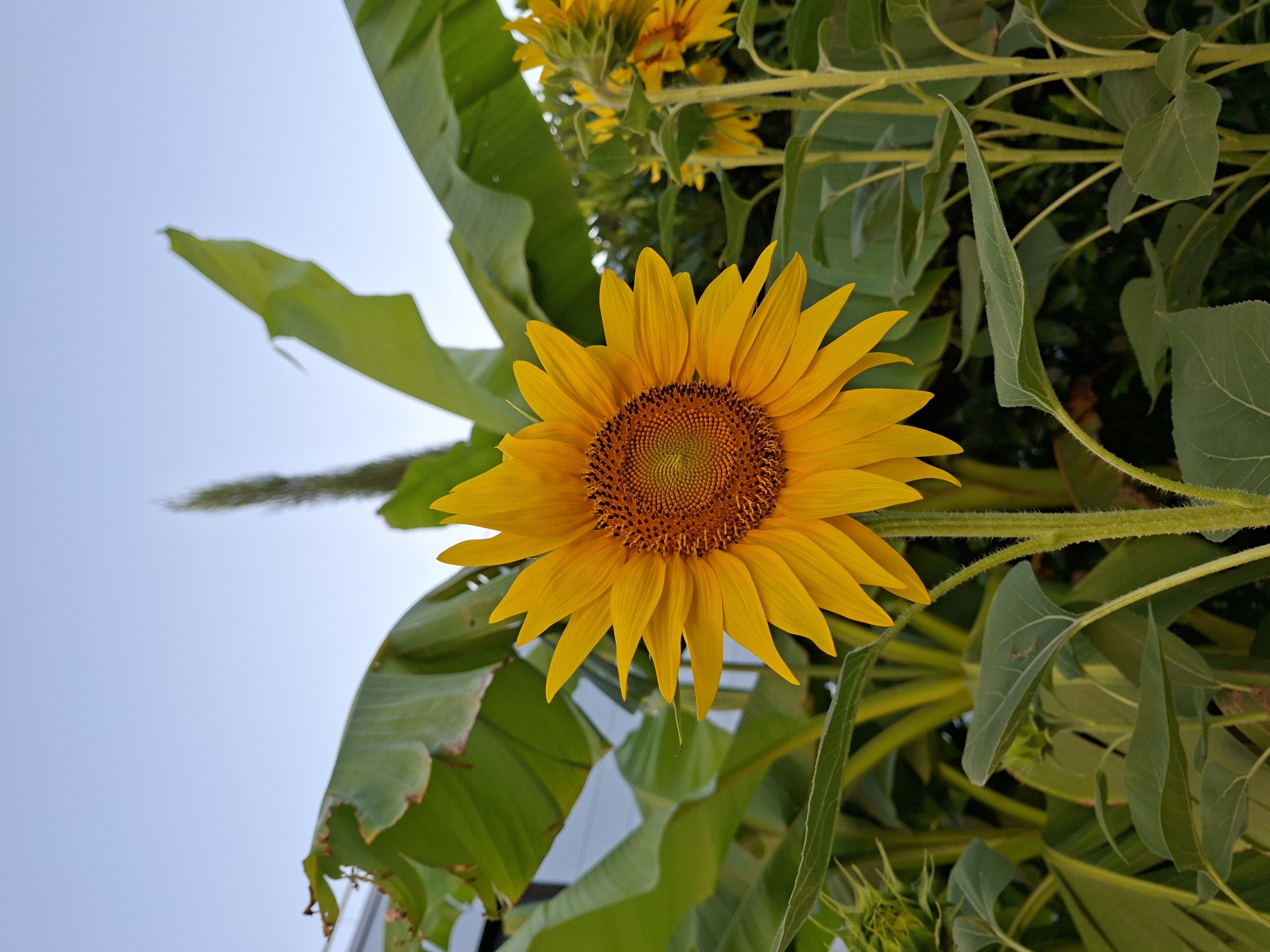 Sunflower in full bloom against green foliage, Rastatt
