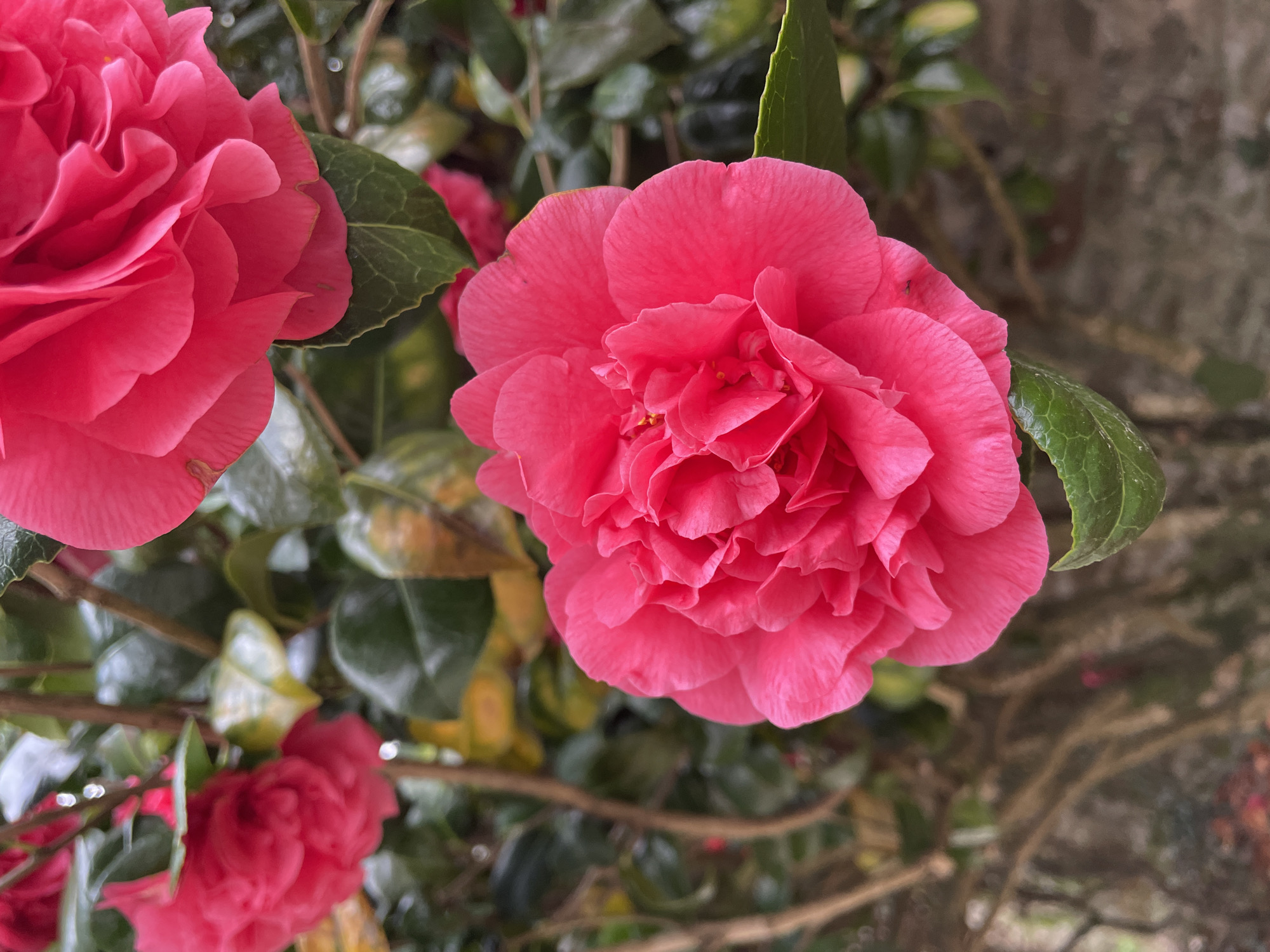 Pink camellias bloom in Le Moustoir, France