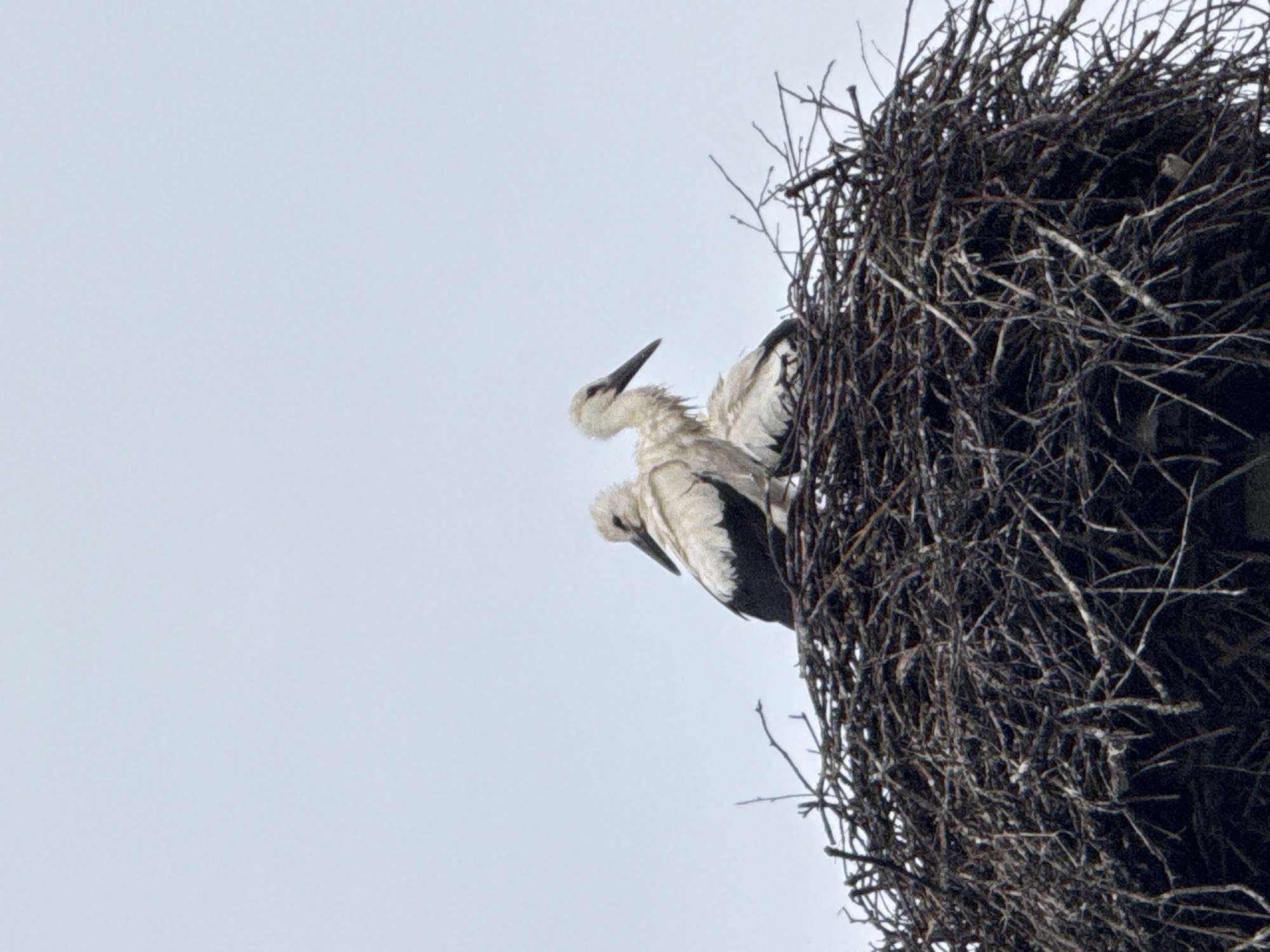 White storks nesting and perching on a cloudy Lithuanian afternoon