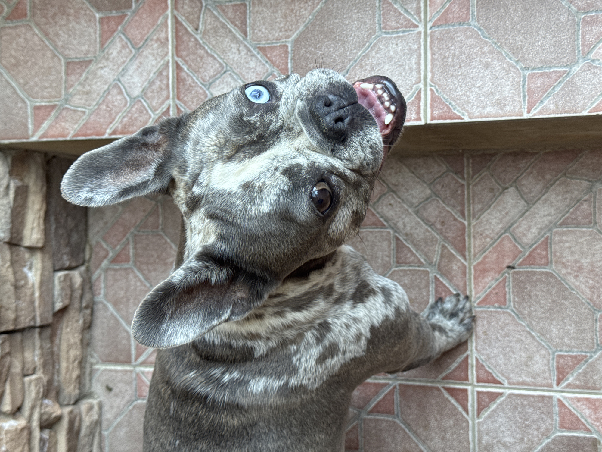 French Bulldogs, ice cream, and a sunny Italian backyard afternoon