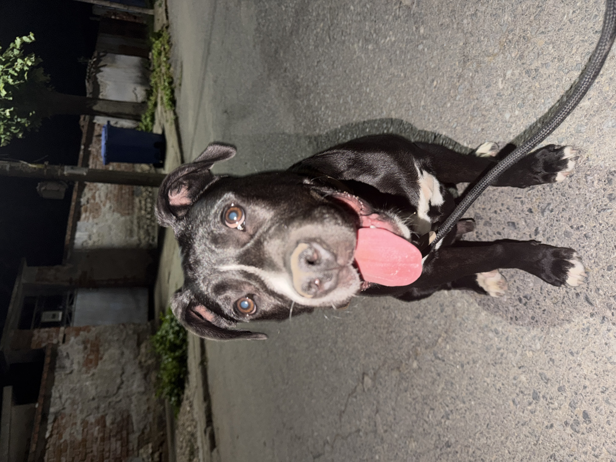 Dog spotted on street at night in Lyubimets, Bulgaria