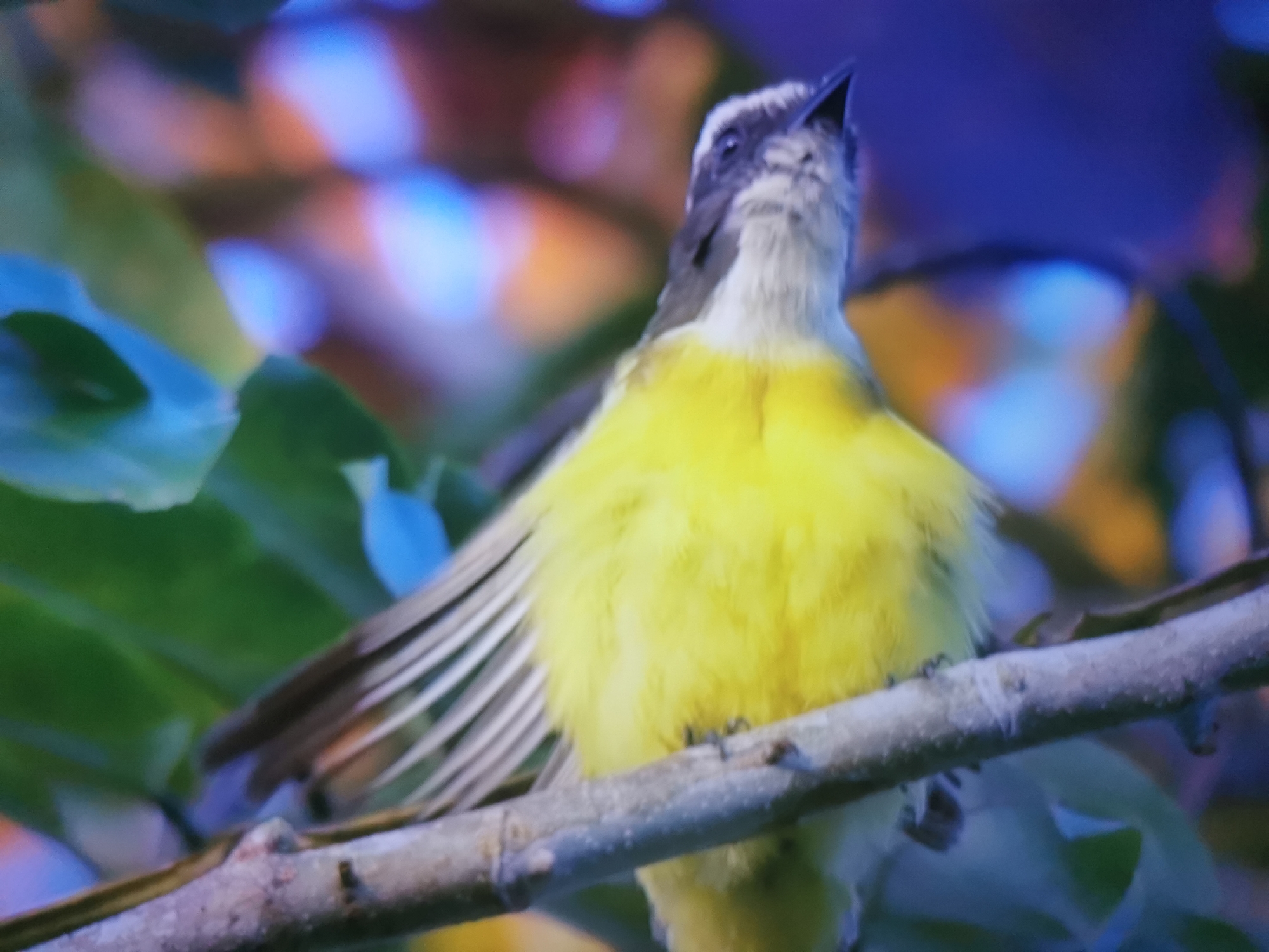 Wildlife photos and one odd portrait from Dnipro