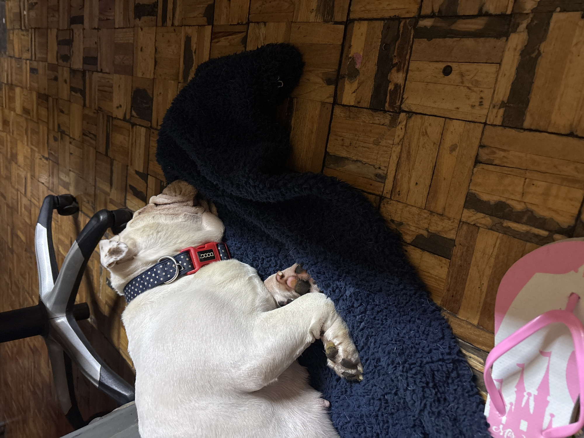 White dog sleeps on blue blanket in Taxco home