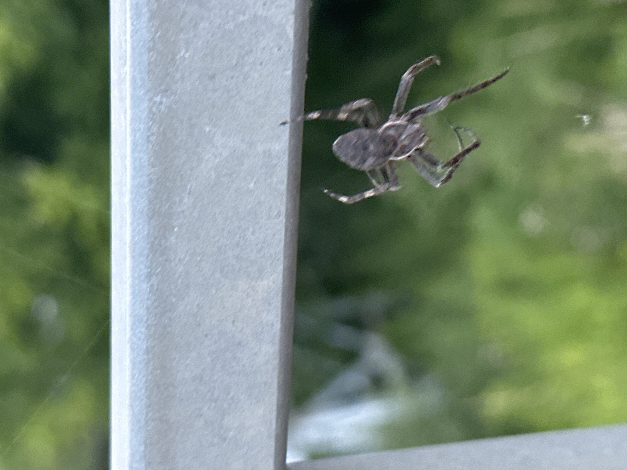 Spider dangles from silk thread off a railing in Wrocław