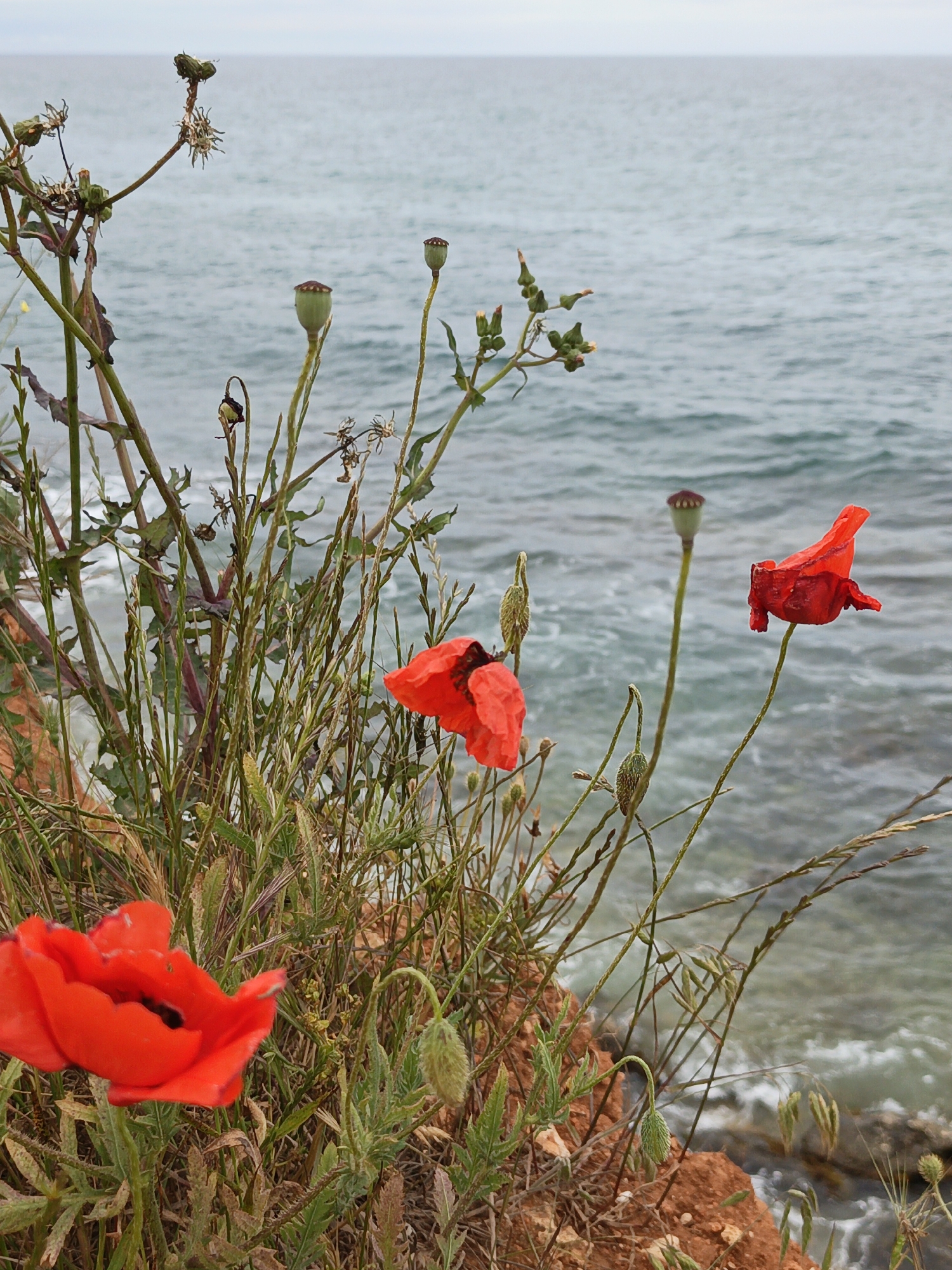 Coastal vegetation and seascape documented along Ukrainian shoreline