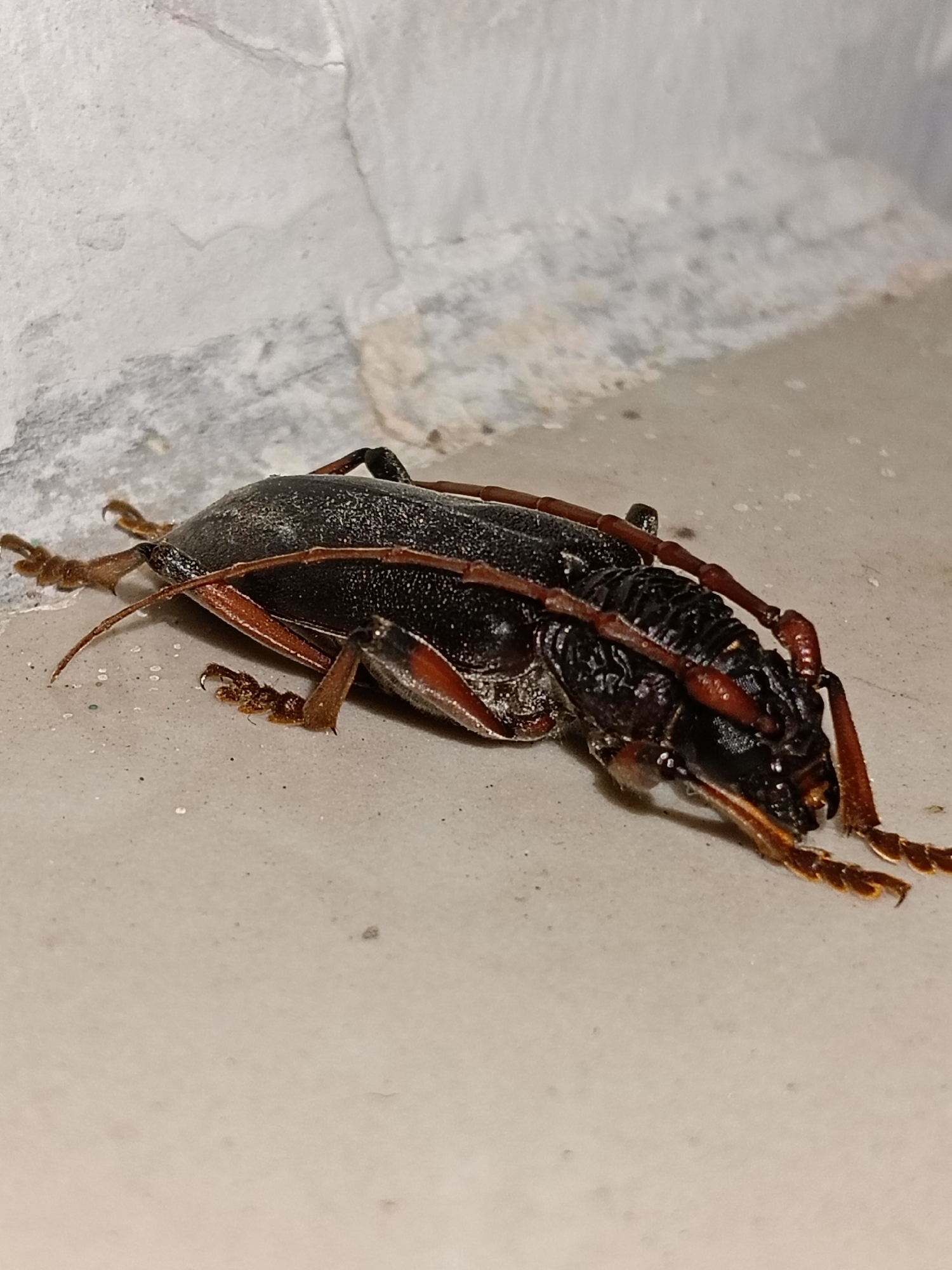 Longhorn beetle photographed on surface in Lhokseumawe, Indonesia