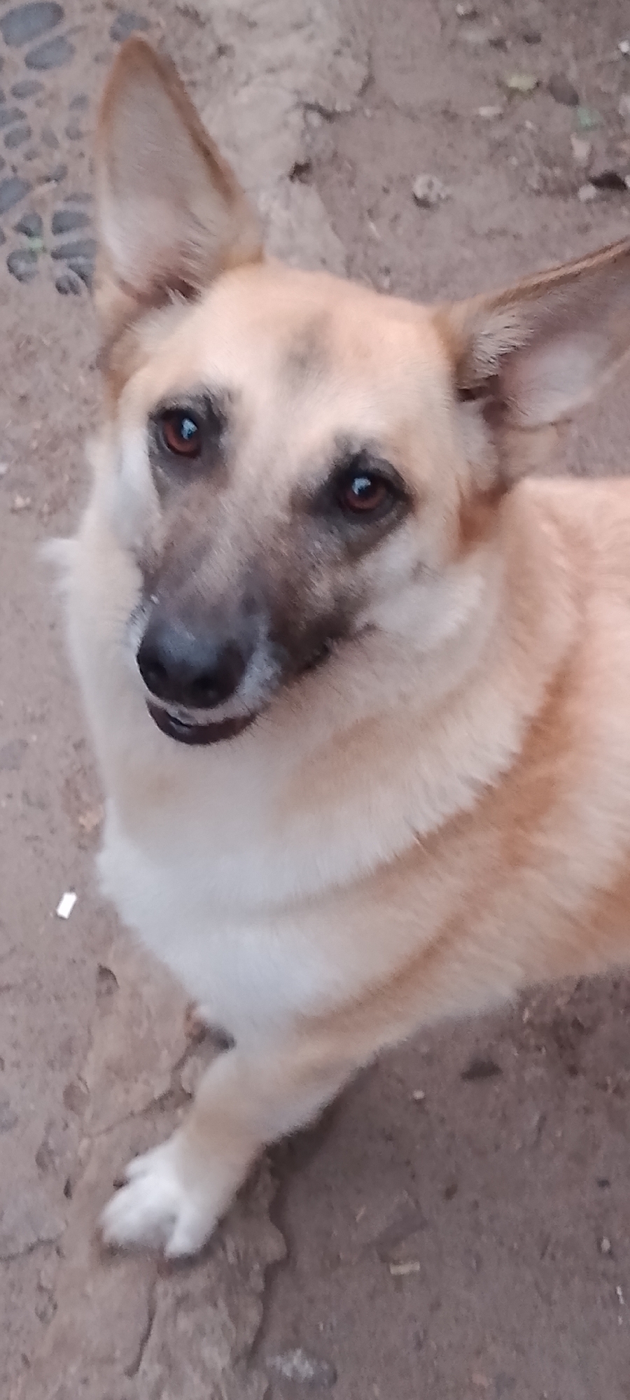 Dogs in an outdoor shelter or kennel setting