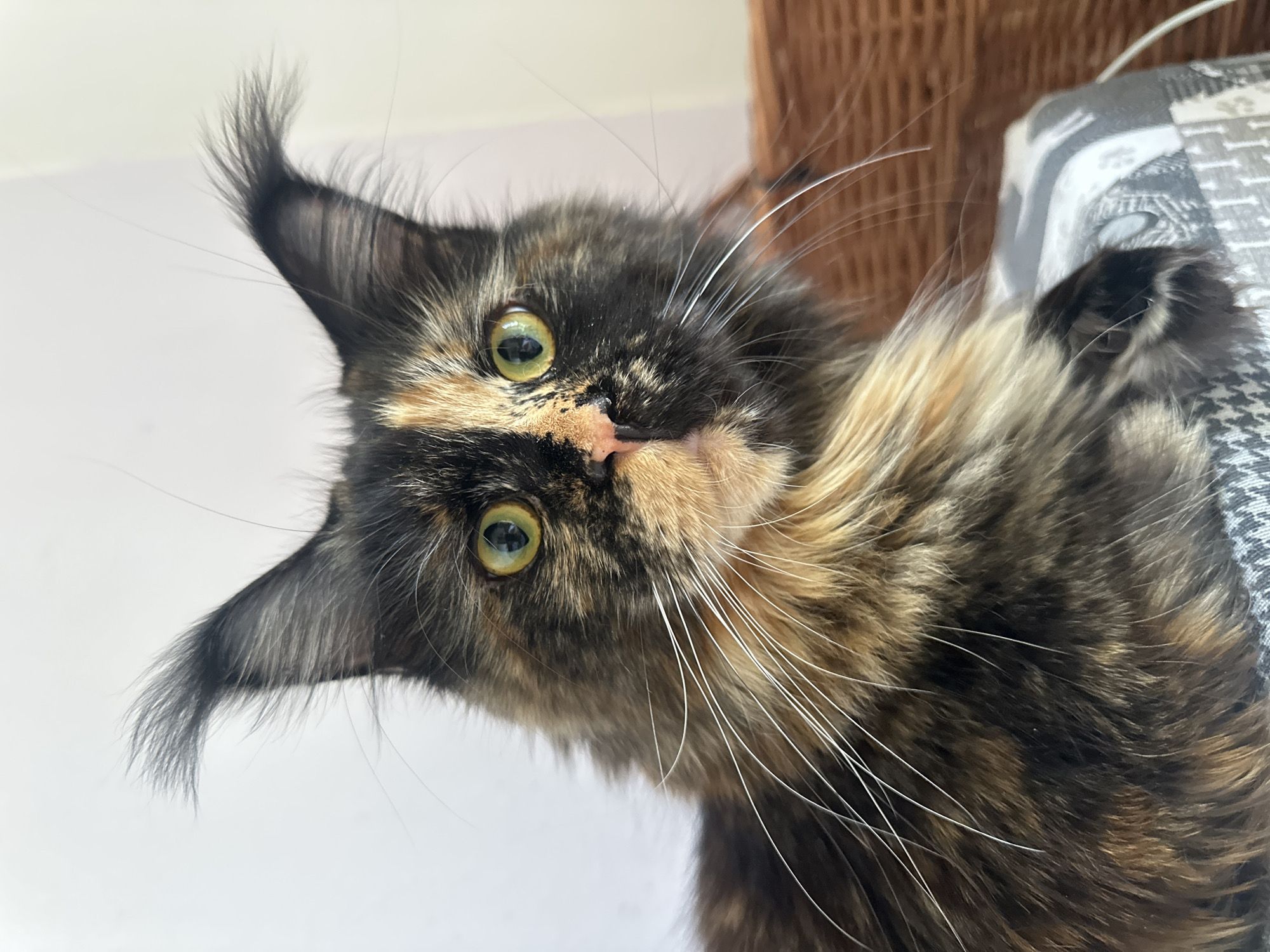Tortoiseshell Maine Coon with green eyes, up close