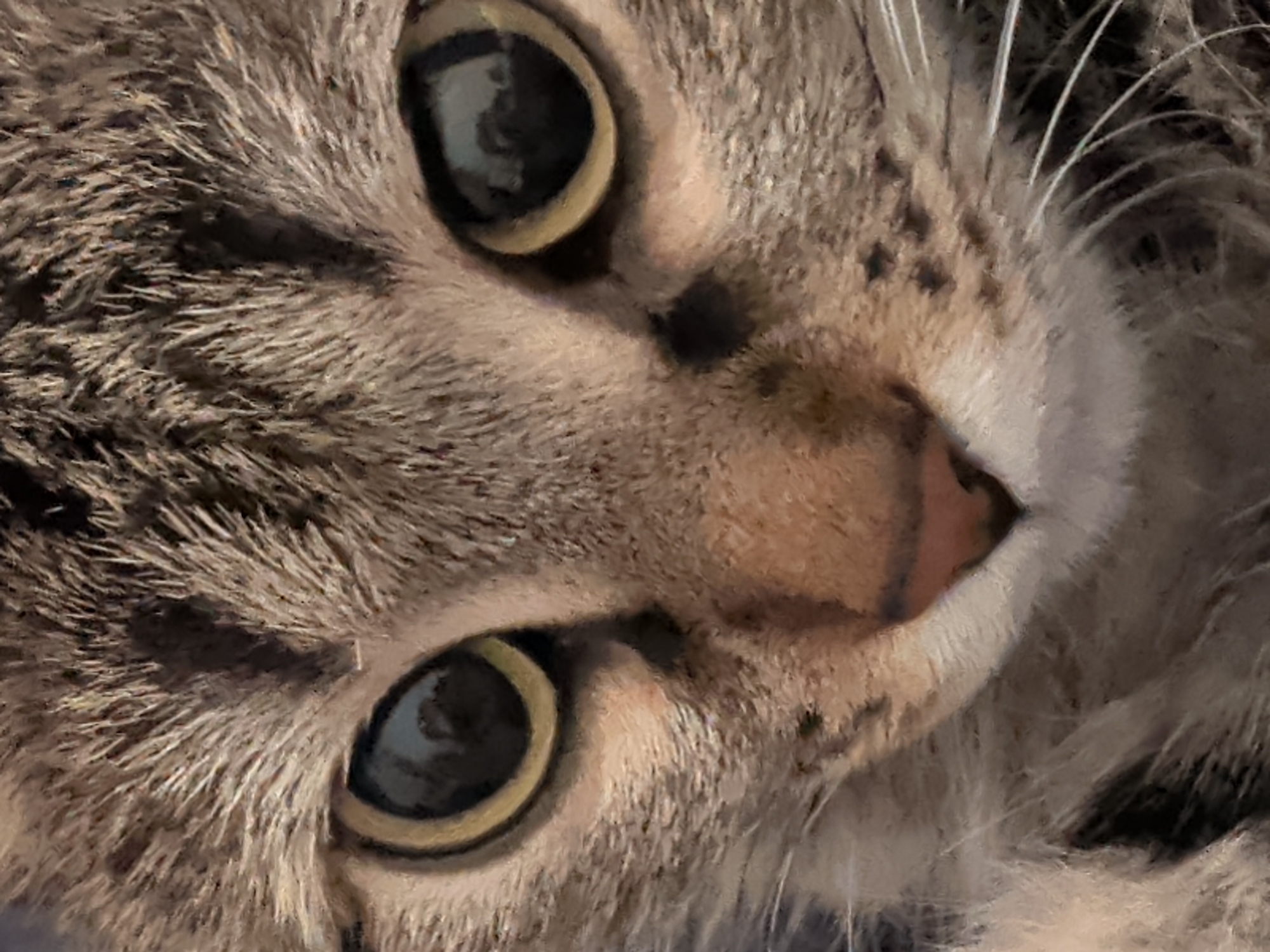 Tabby cat spotted in Dikaya Gar', Russia
