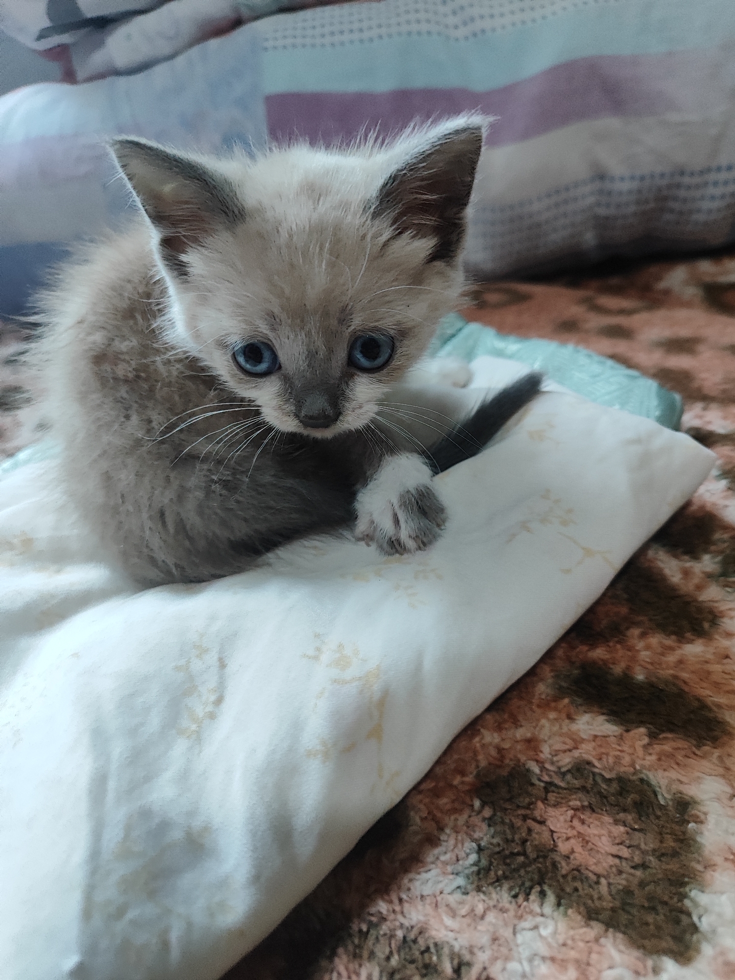 Witness documents pets and plants across Bishkek neighborhoods