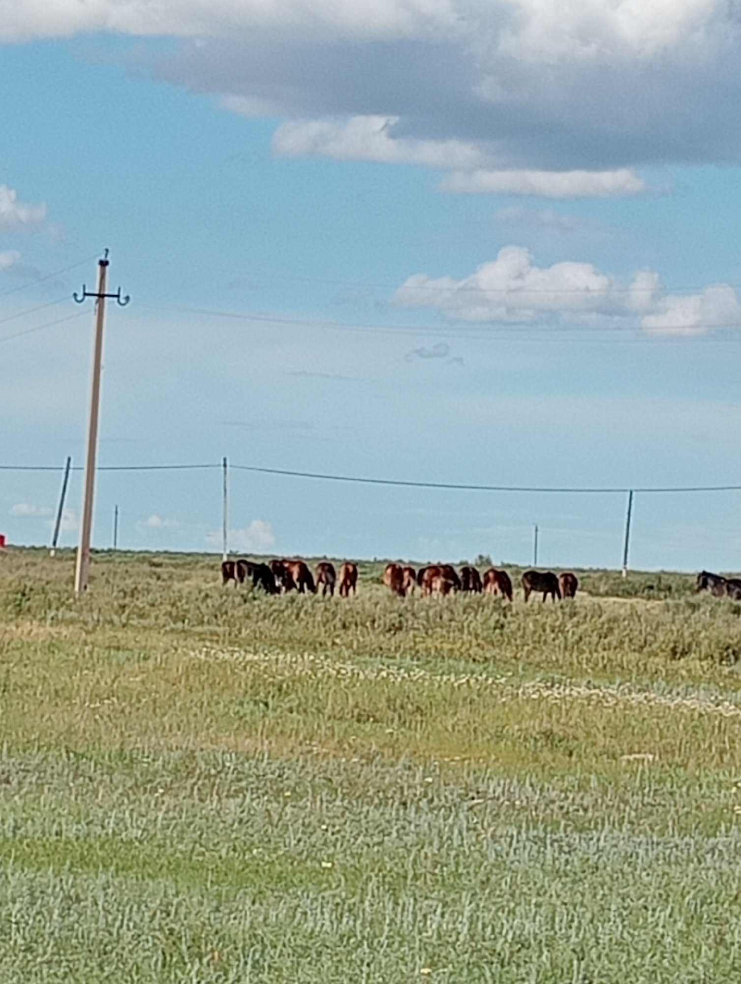 Horses graze in rural fields with child exploring countryside