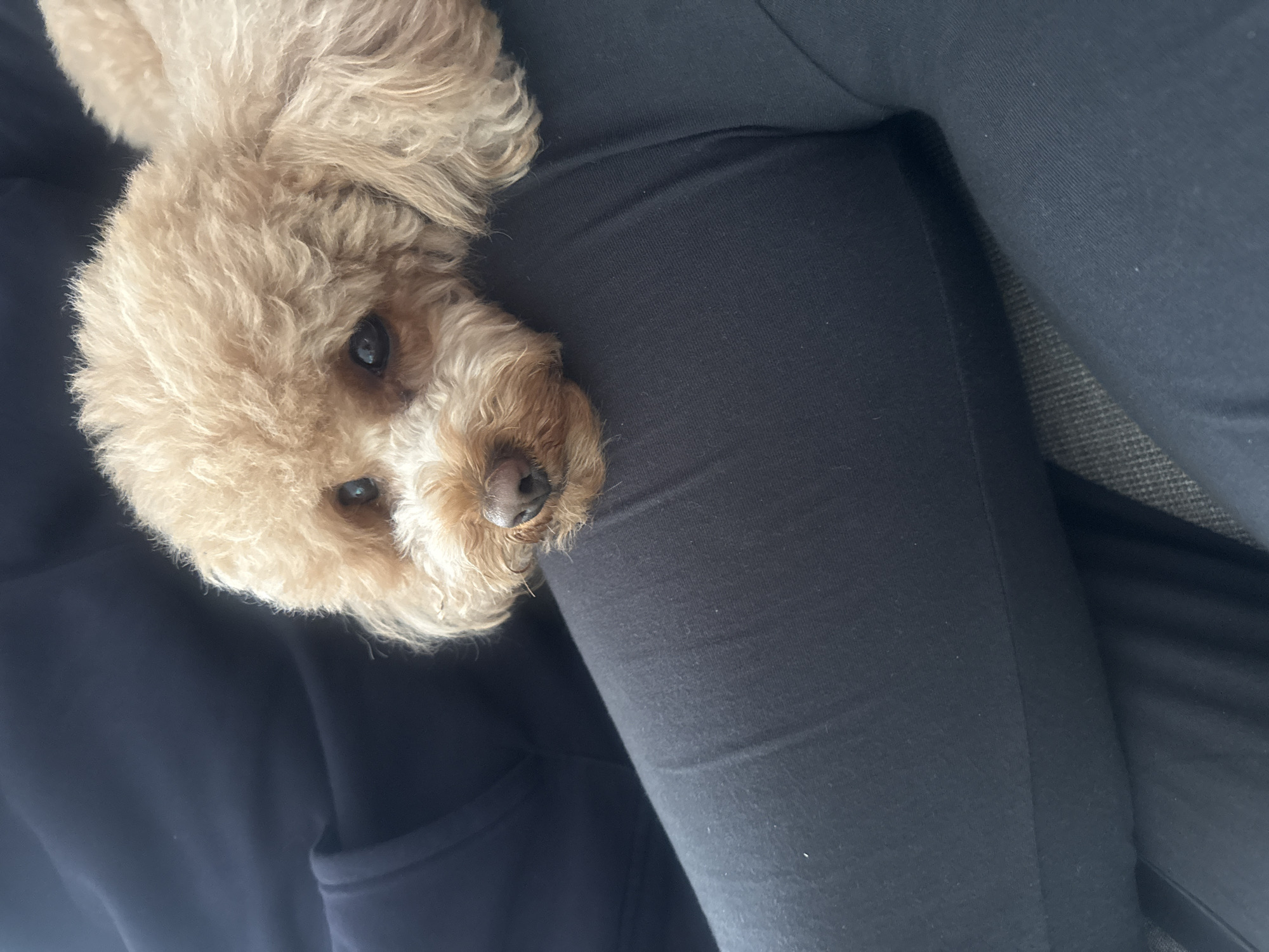 Poodle rests on person's lap in Vila Nova de Gaia