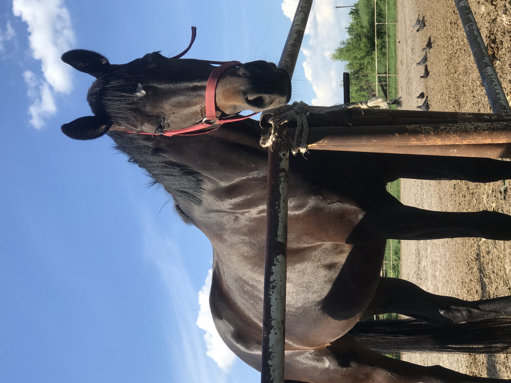 Horses observed at Kharkiv equestrian facility on sunny afternoon