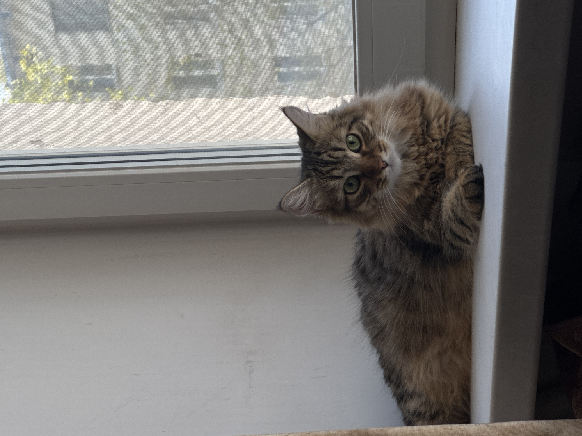 Early morning domestic moments with cats captured in Chaikovsky home