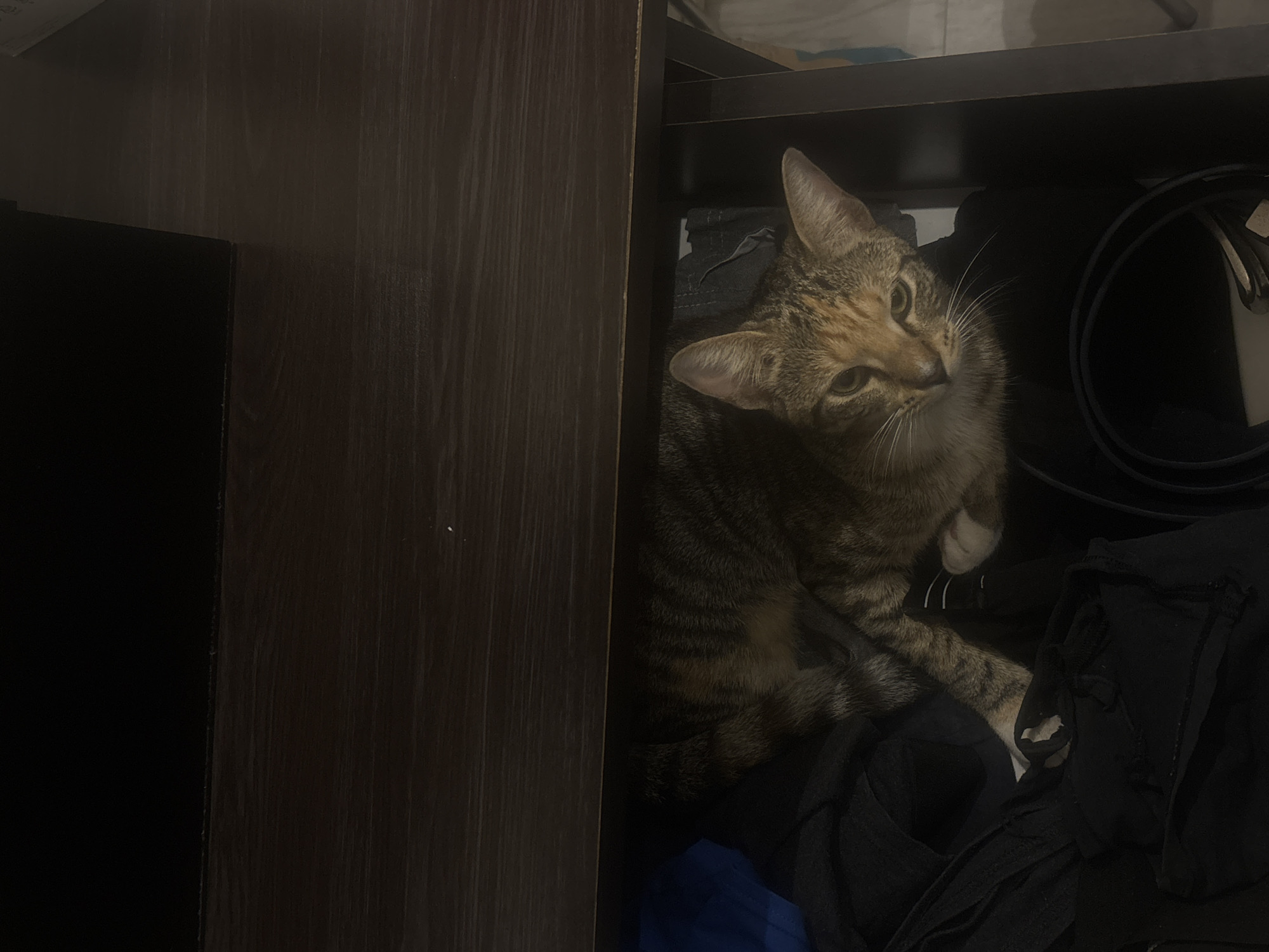 Cat in drawer and mango lassi captured in Durban