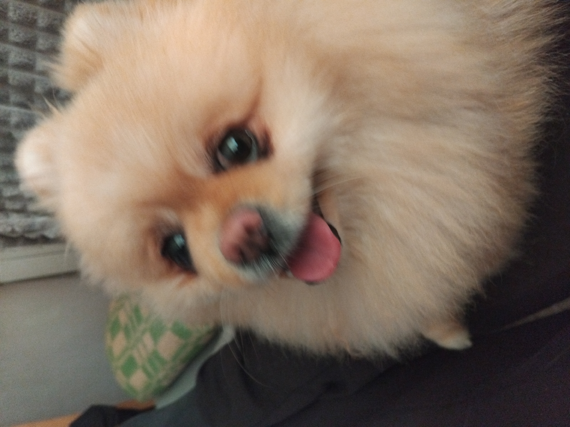 Pomeranian Dog Photographed During Lap Time in Bulgarian Town