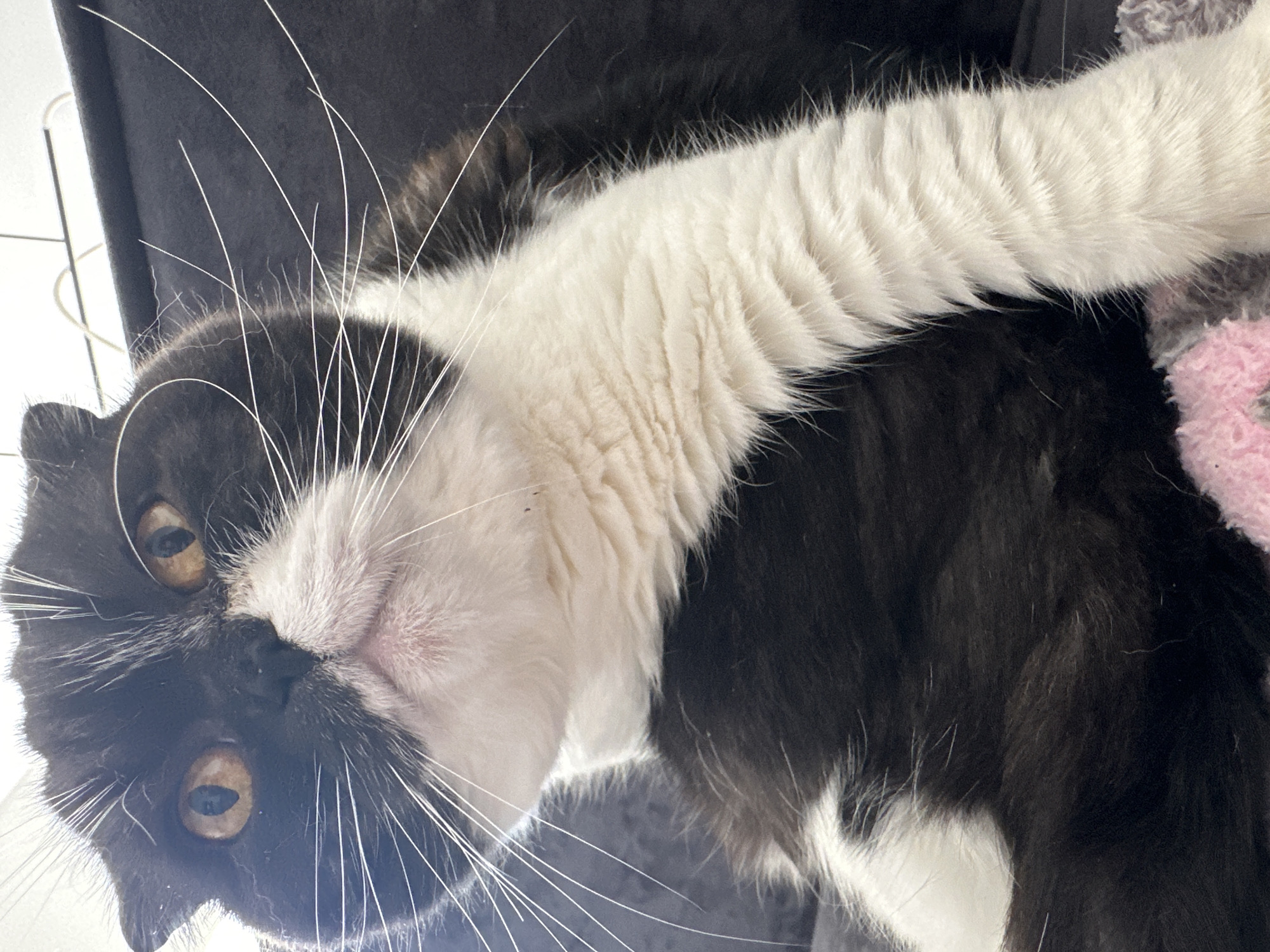 Woman poses with black and white cat in Kharnavy