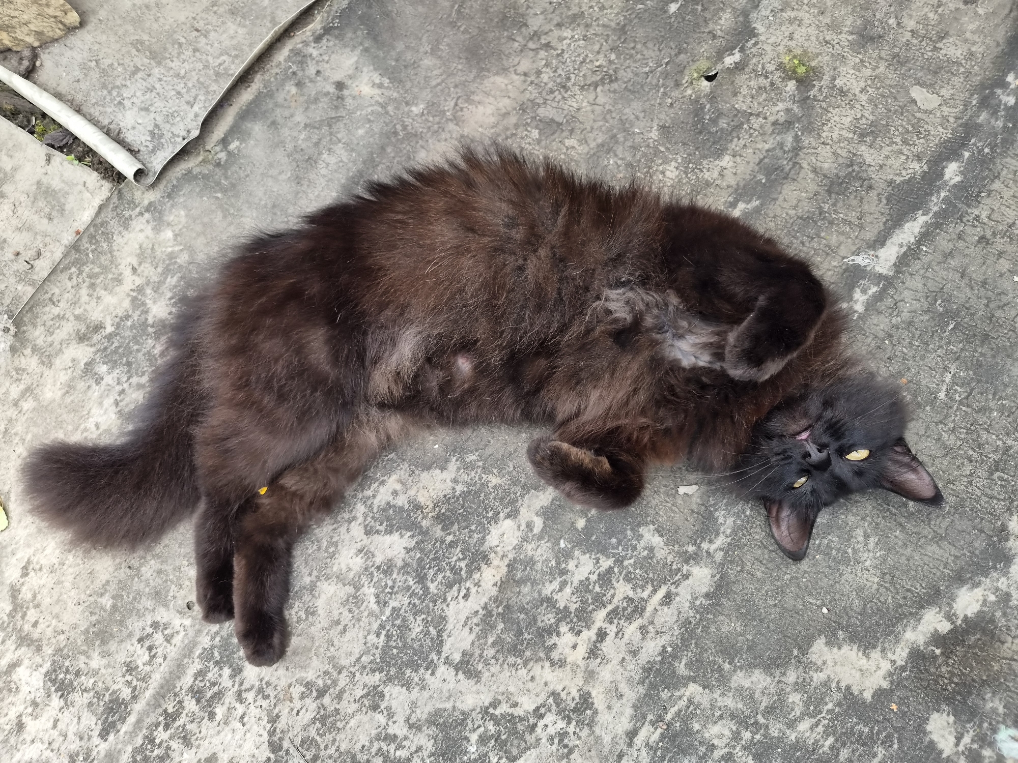 Garden documentation captures blooming flowers and cat in Novosisoevka