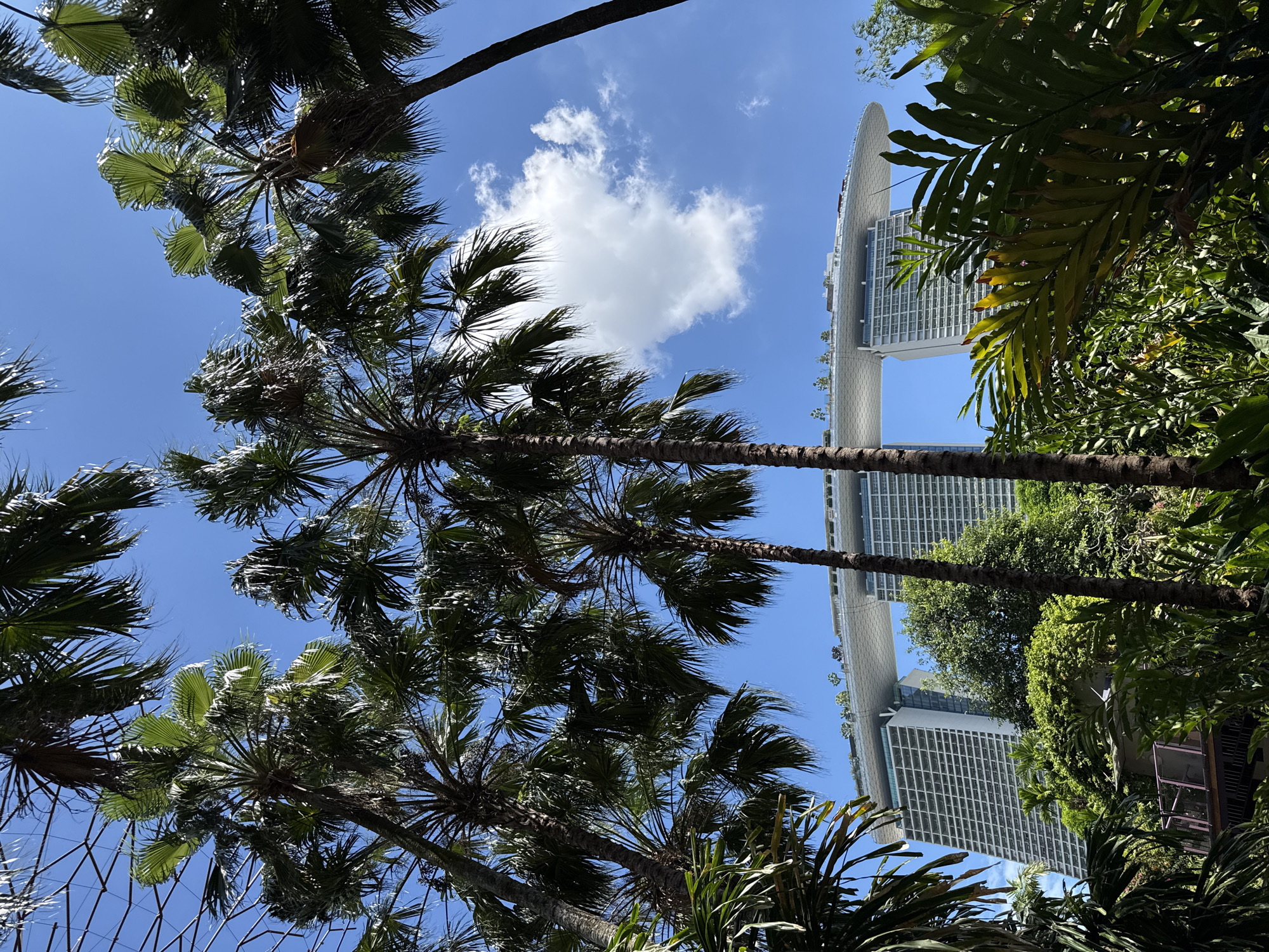 Early morning Marina Bay Sands sighting includes wandering bantam chicken
