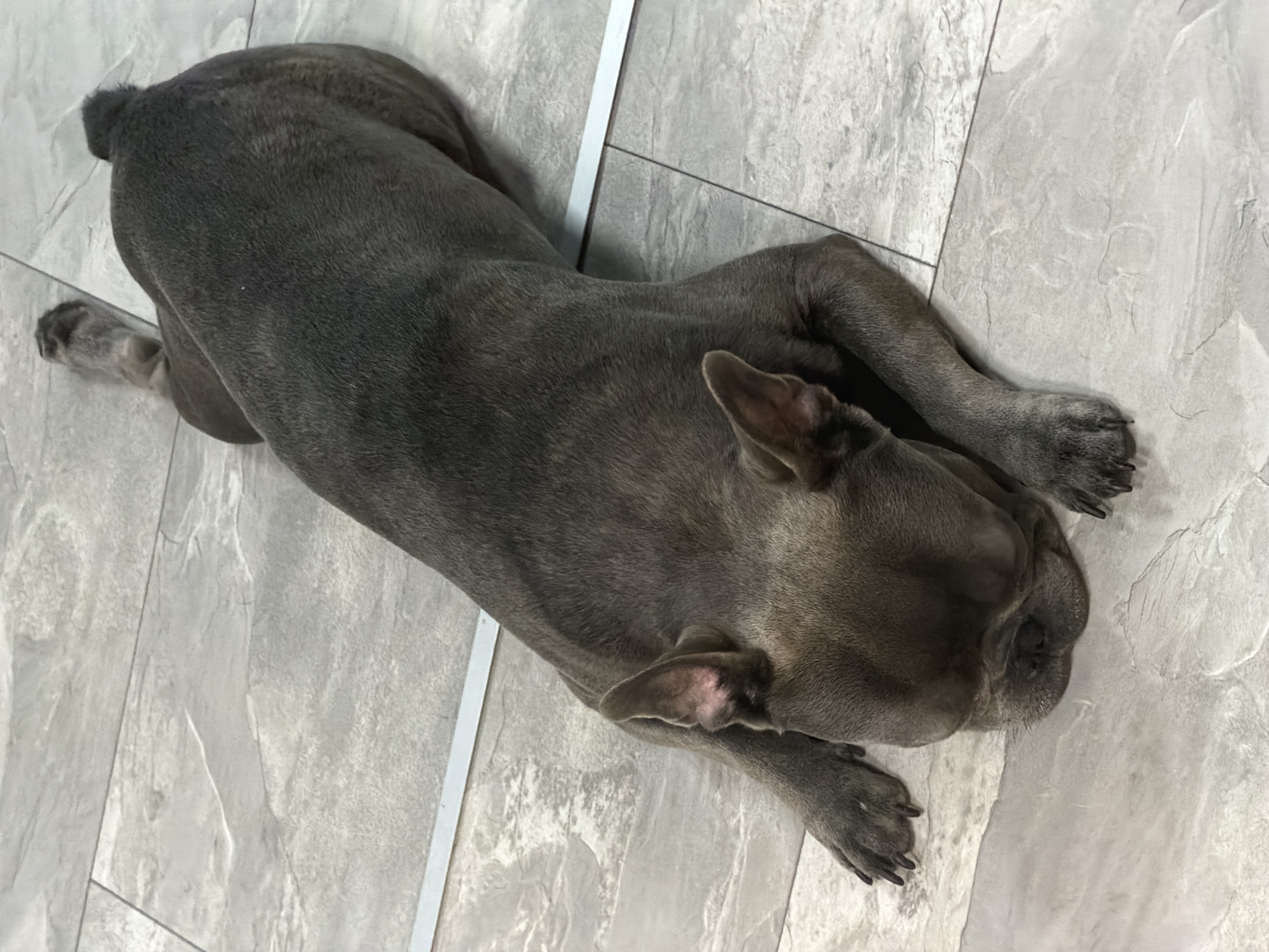 French Bulldog photo session captured in Ruse home