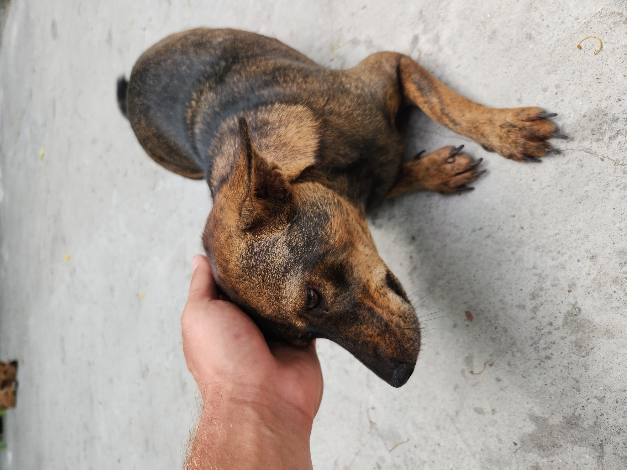 Buddhist temple grounds in Đà Nẵng, statues, carvings, and roaming dogs