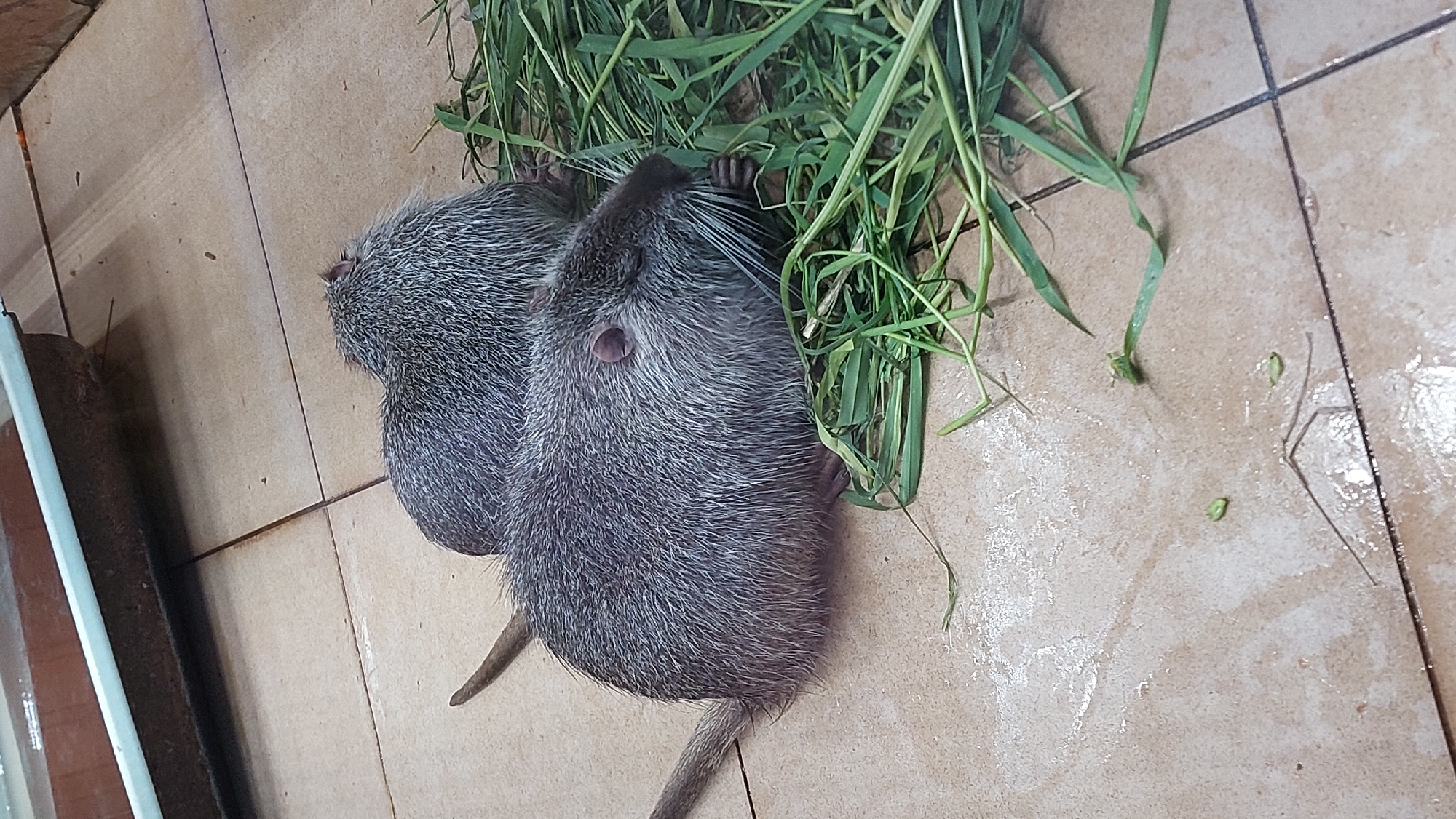 Zoo enclosures: parrots, owls, nutria, and guinea pigs up close