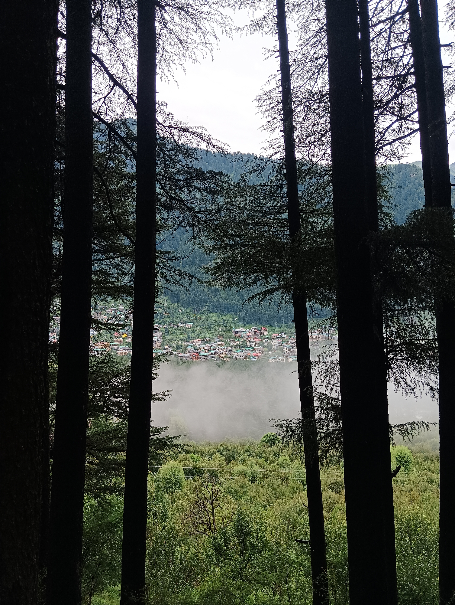 Pine forest paths and valley views near Manali, Himachal Pradesh