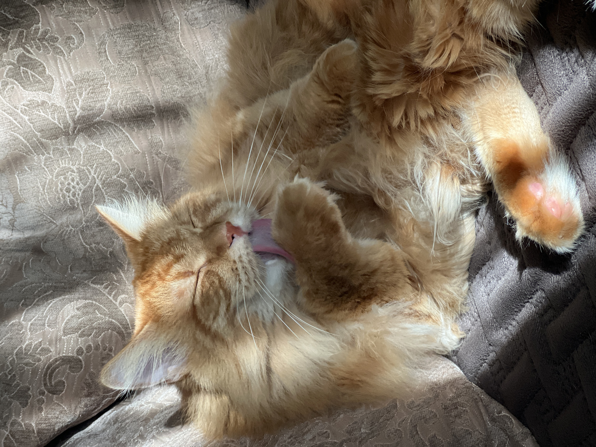 Orange tabby soaking up afternoon sun in a Mozhaisk apartment