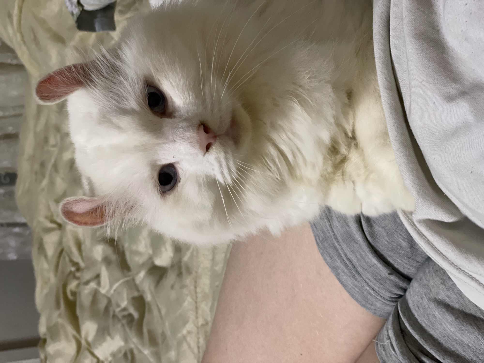 Blue-eyed curly-eared cat and everyday scenes in Aktau