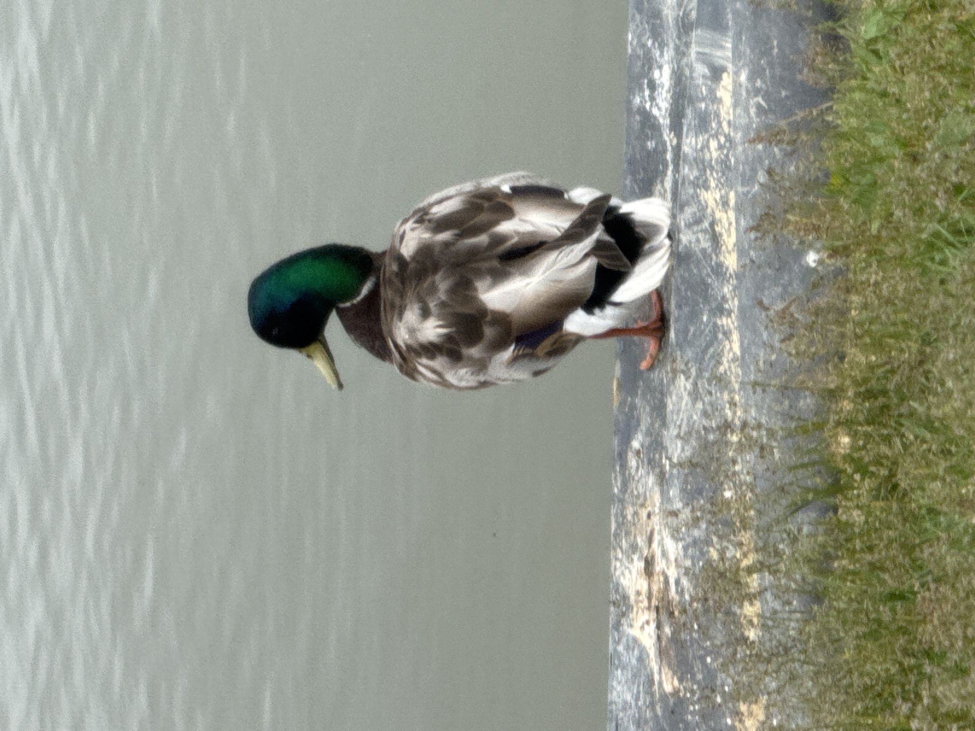Mallard ducks at a Russky Island pond, Vladivostok bridge in the distance
