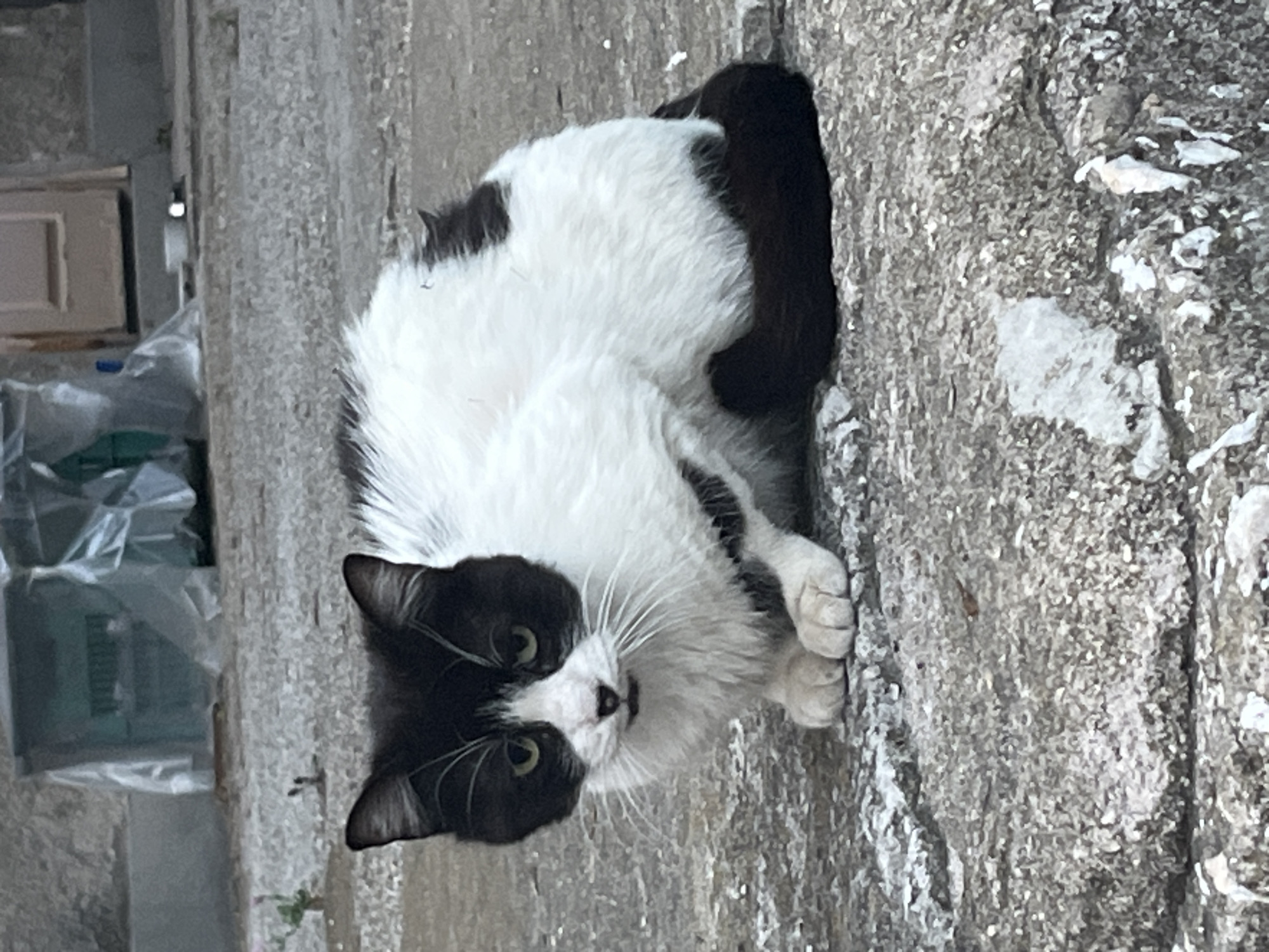 Cats, dogs, and quiet streets in Pazardzhik on a June afternoon
