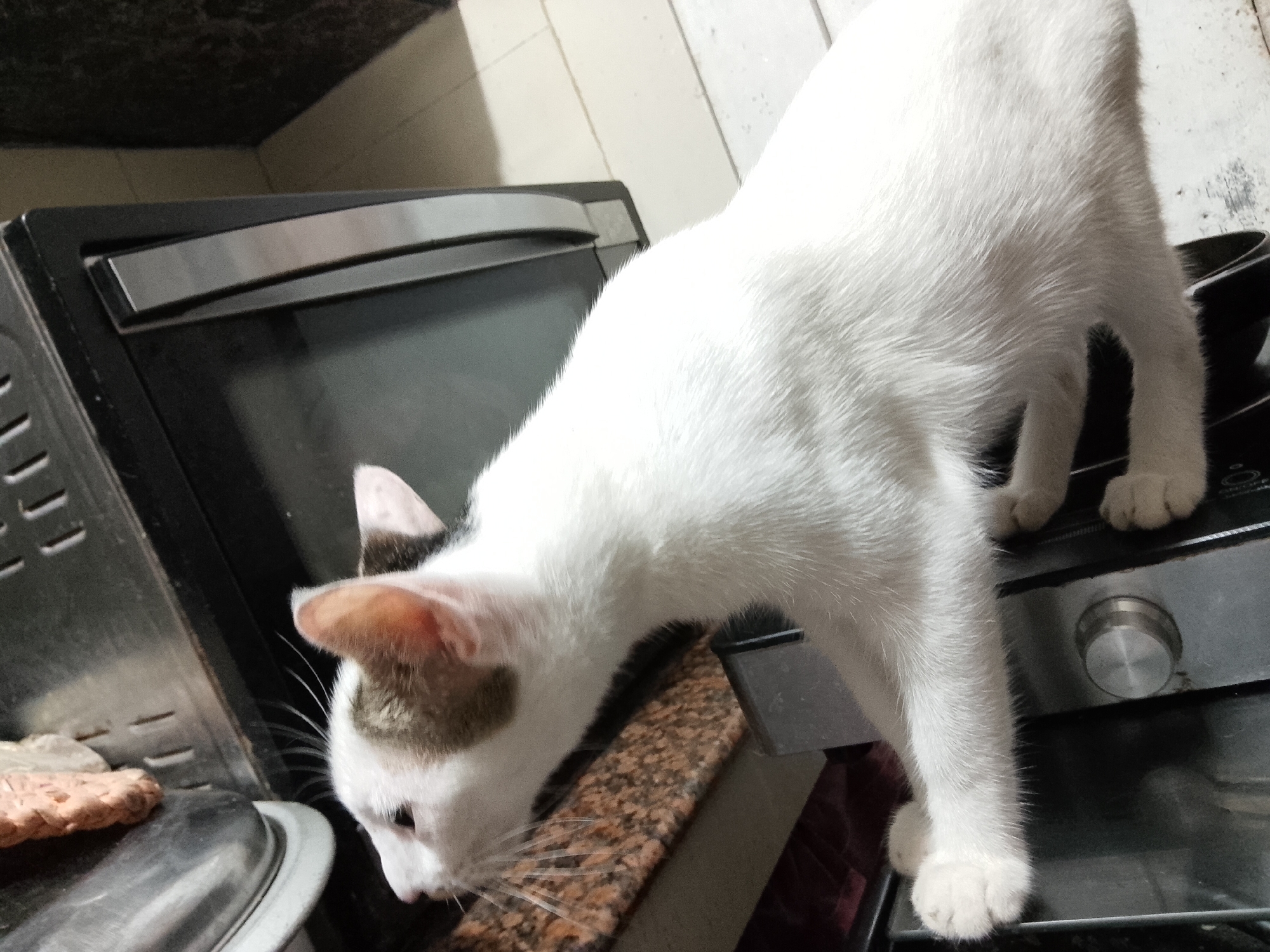Davao home afternoon: flowers, food, and a cat
